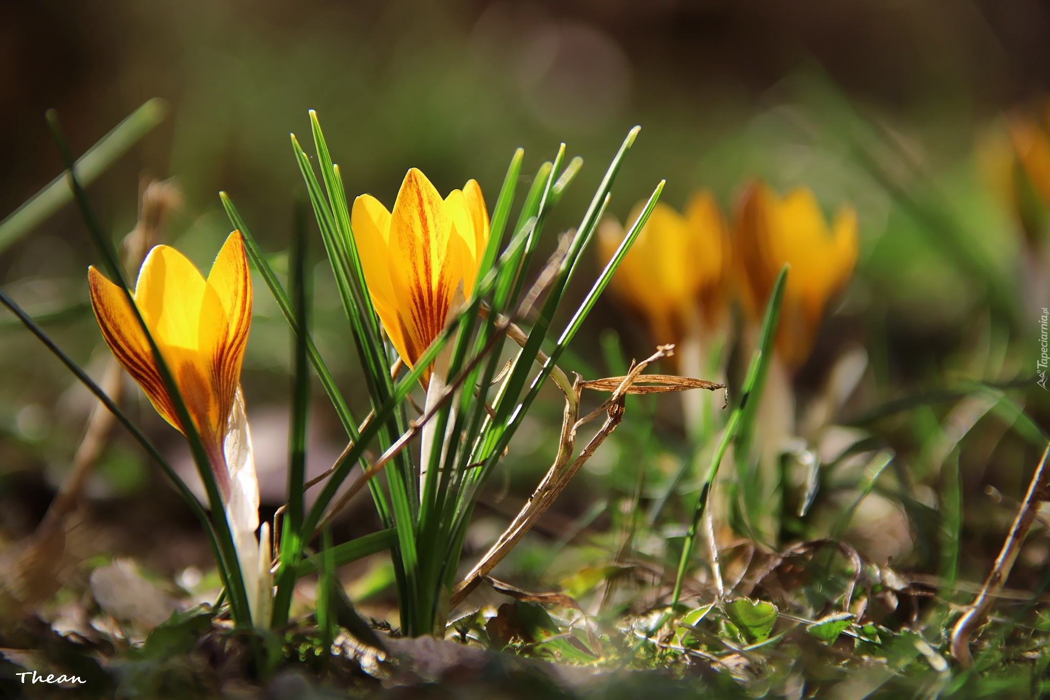 Krokus, Żółty