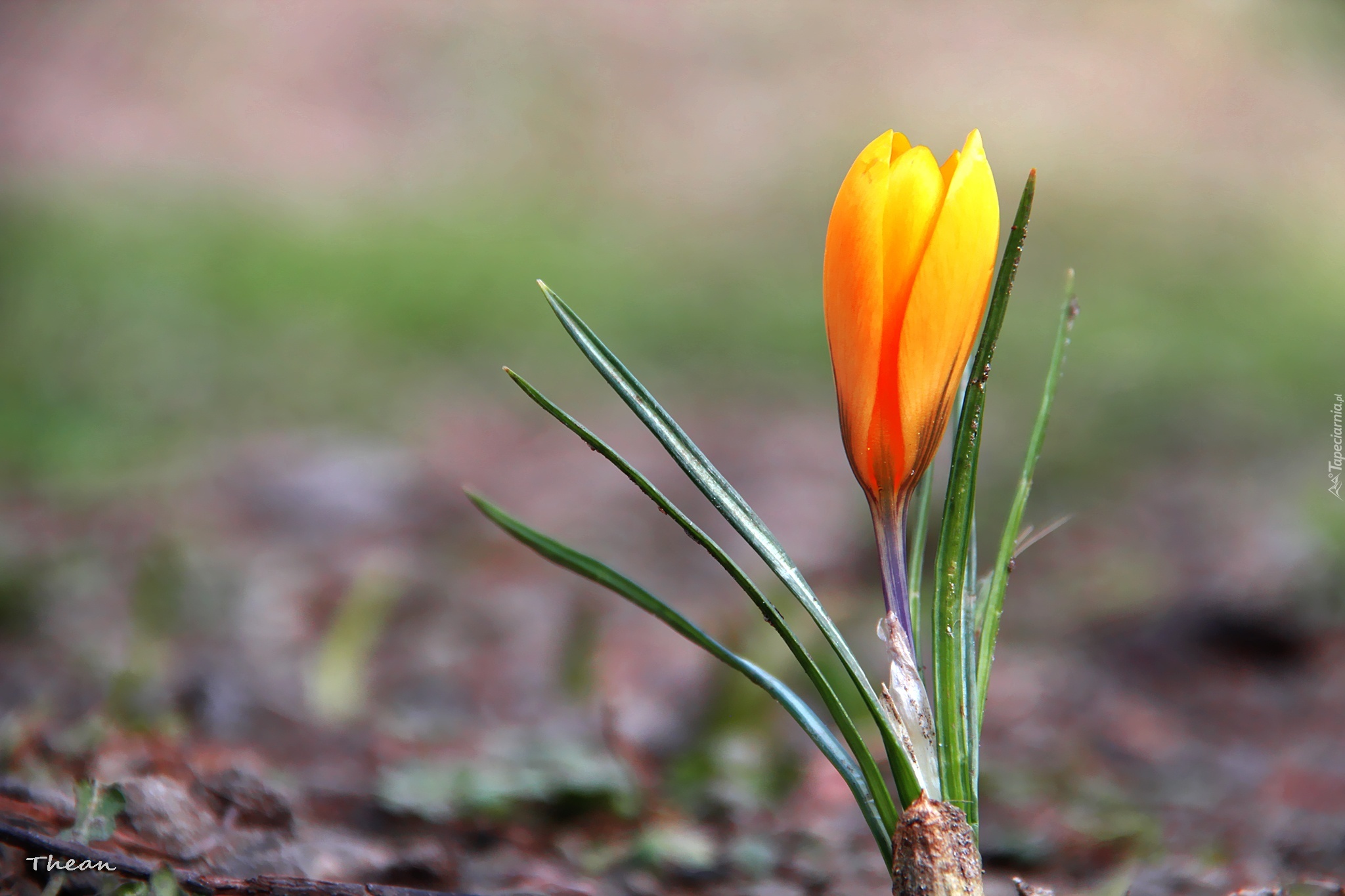 Żółty, Krokus