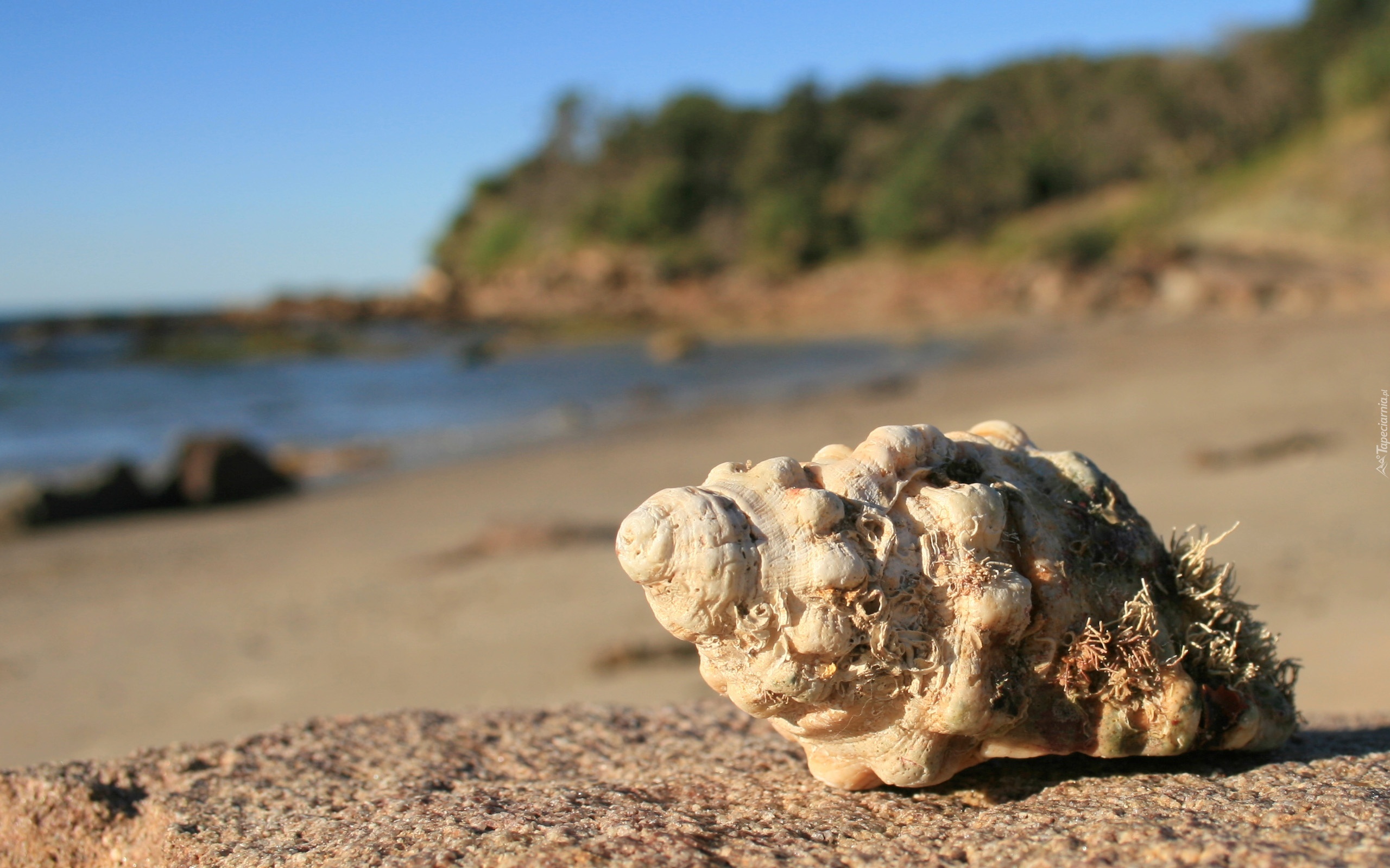 Plaża, Muszla, Niebo, Morze