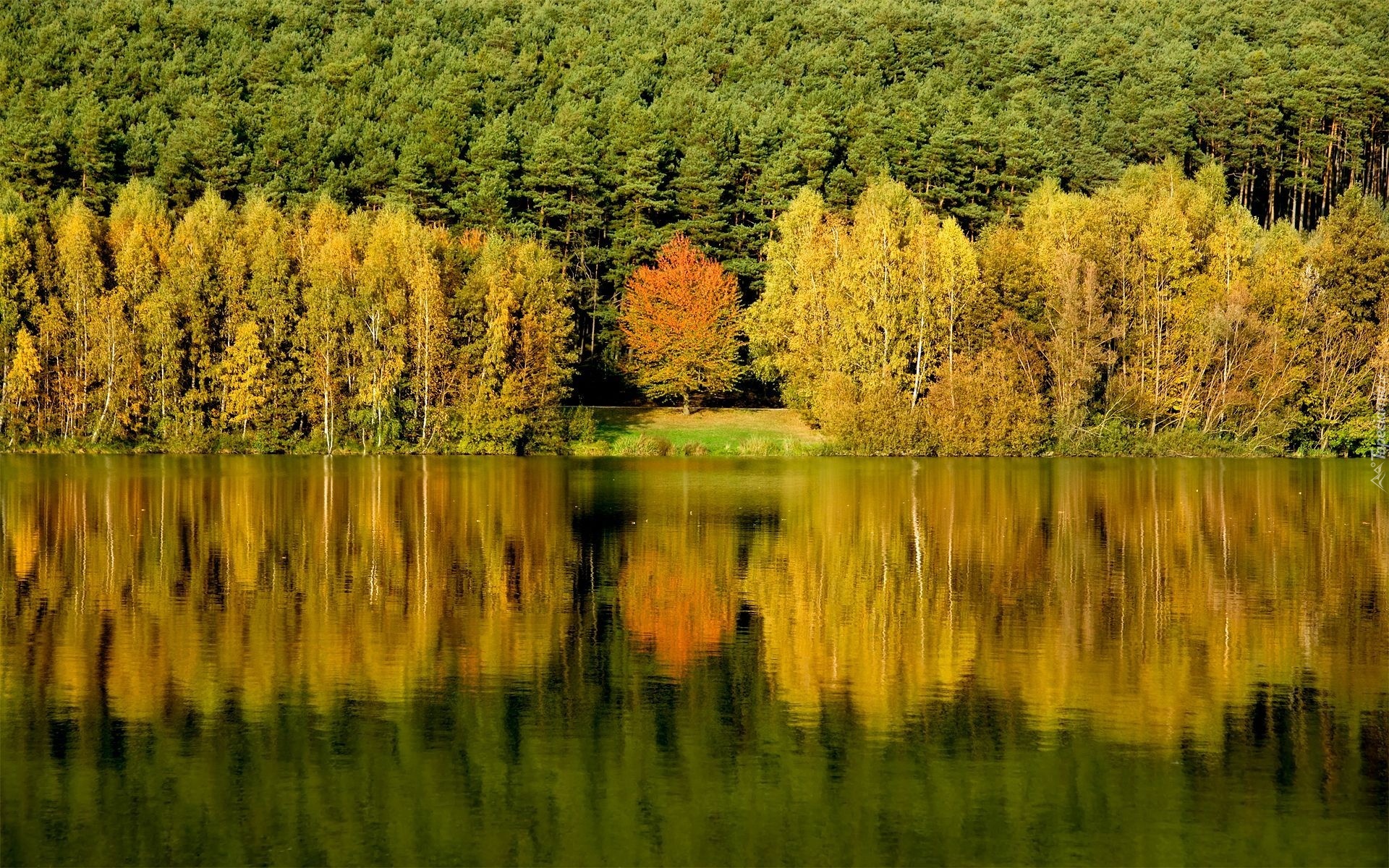 Las, Drzewa, Jezioro, Odbicie