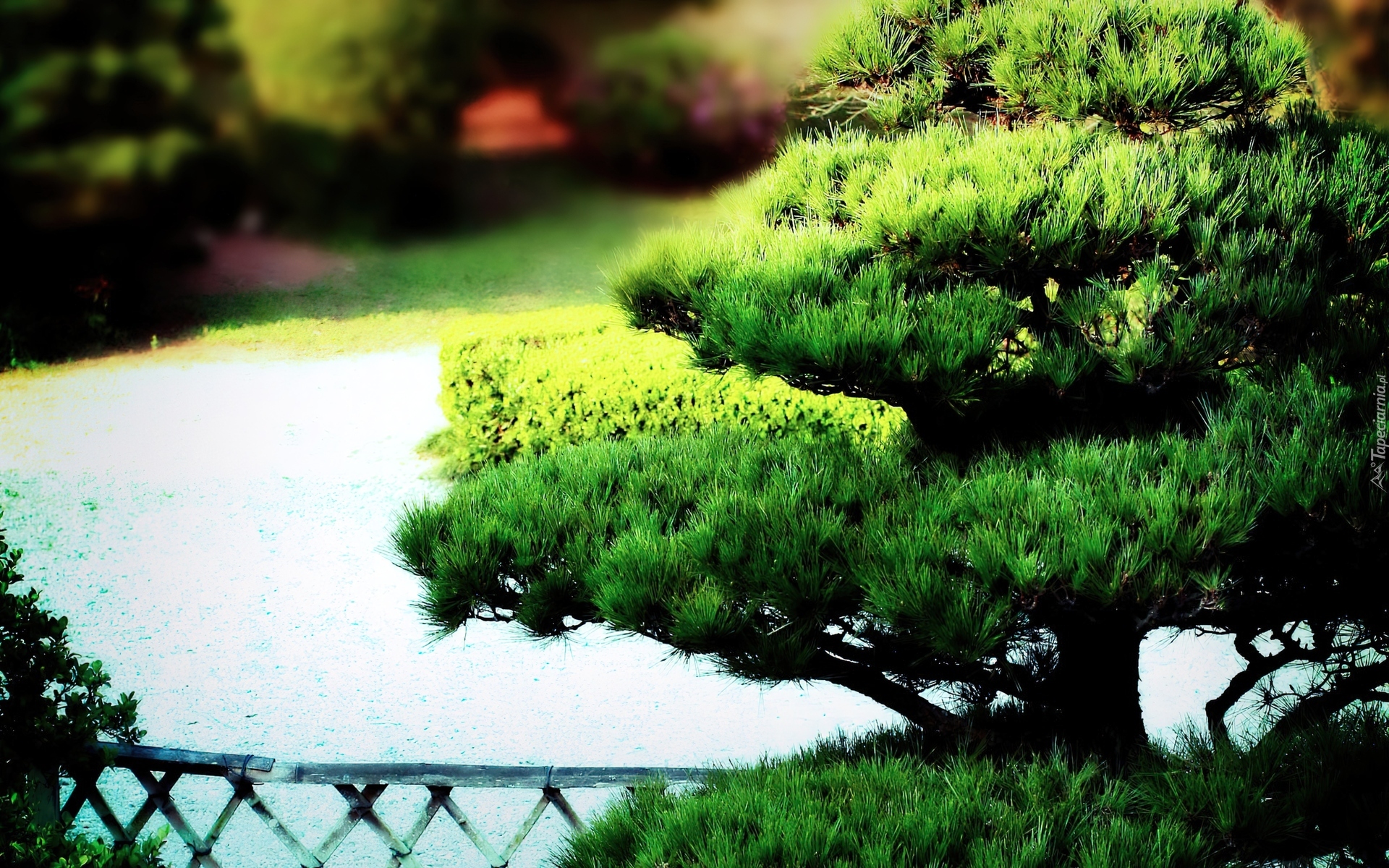 Park, Drzewko, Bonsai