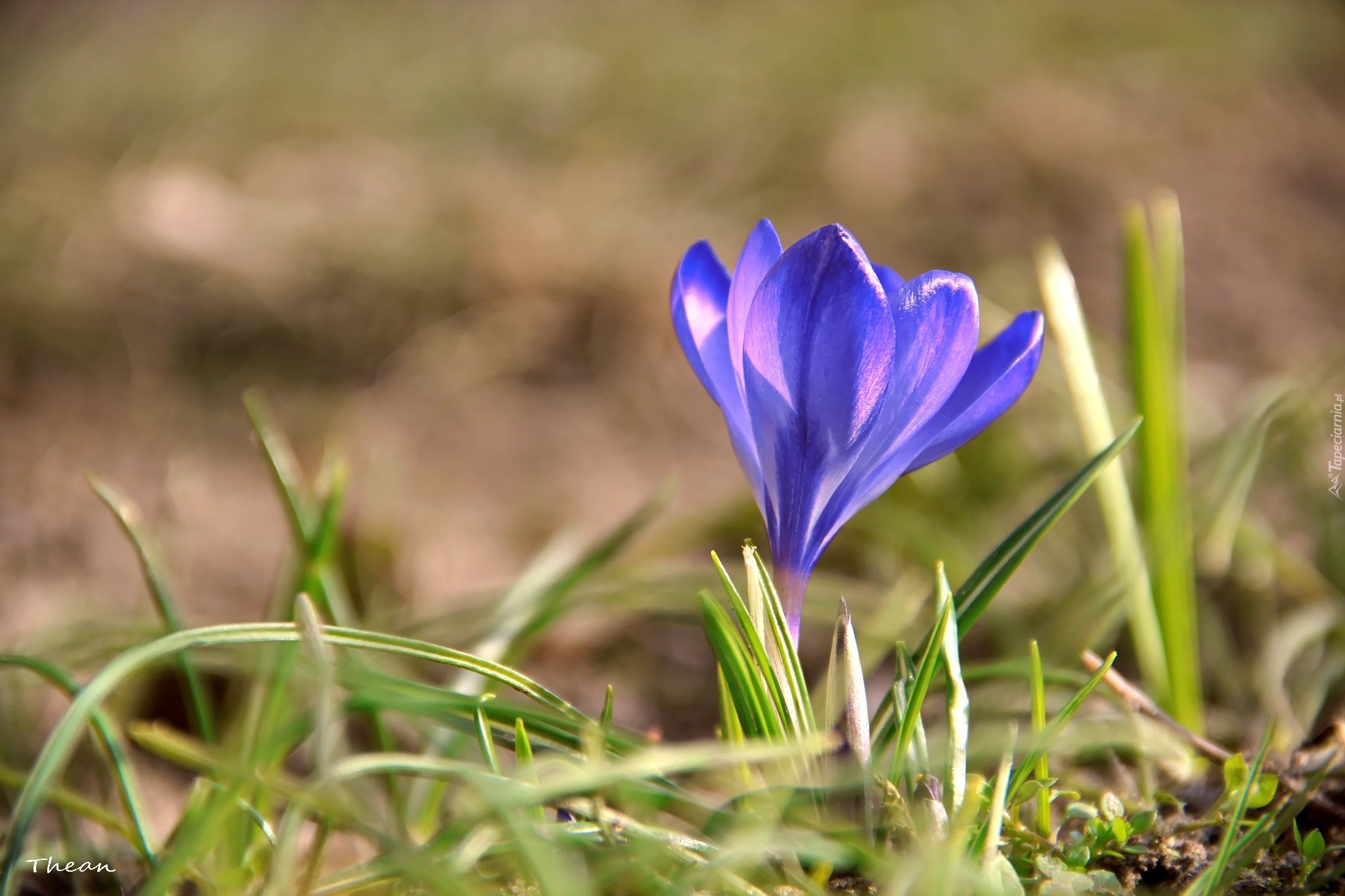 Niebieski, Krokus