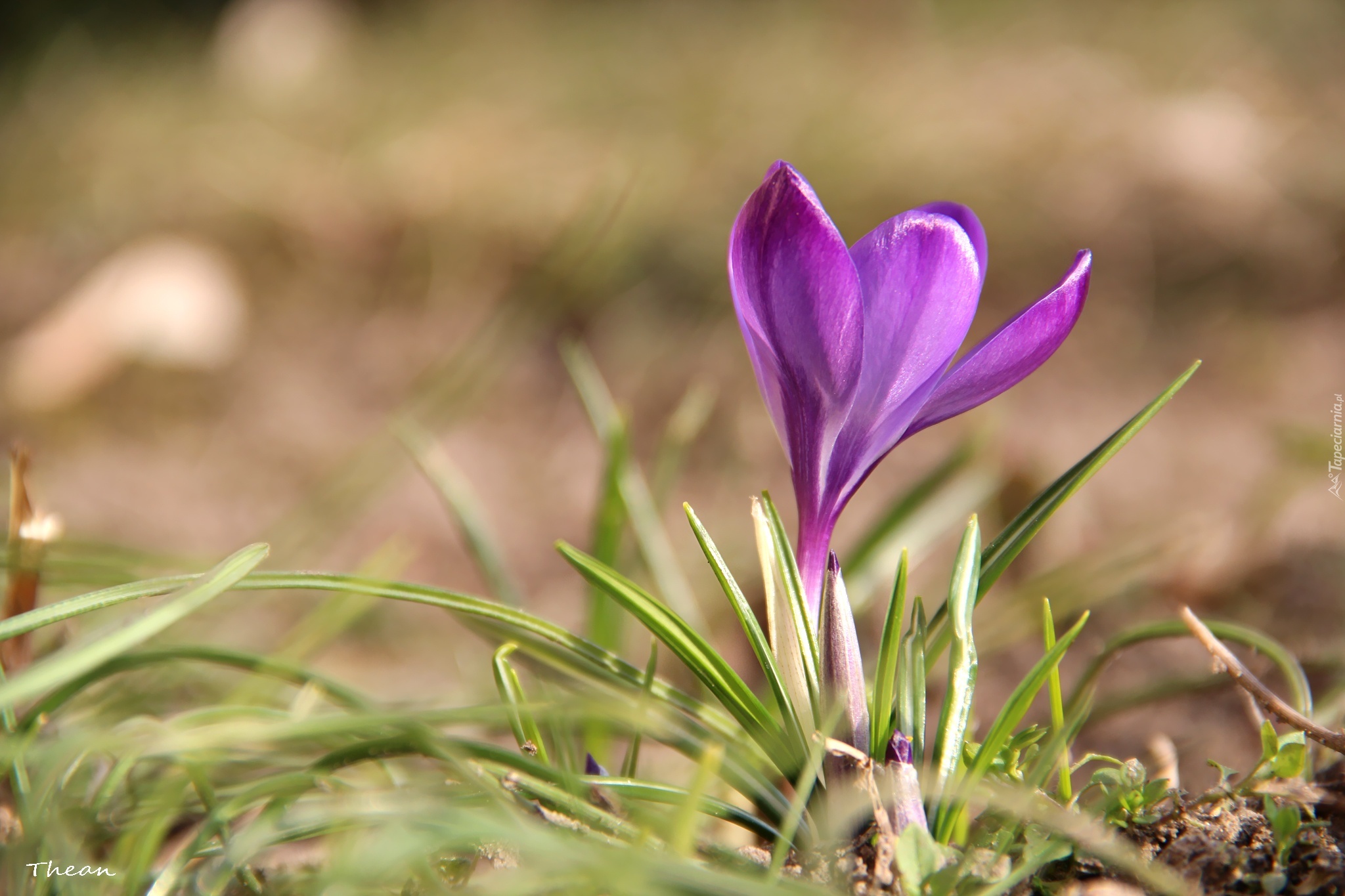 Fioletowy, Krokus