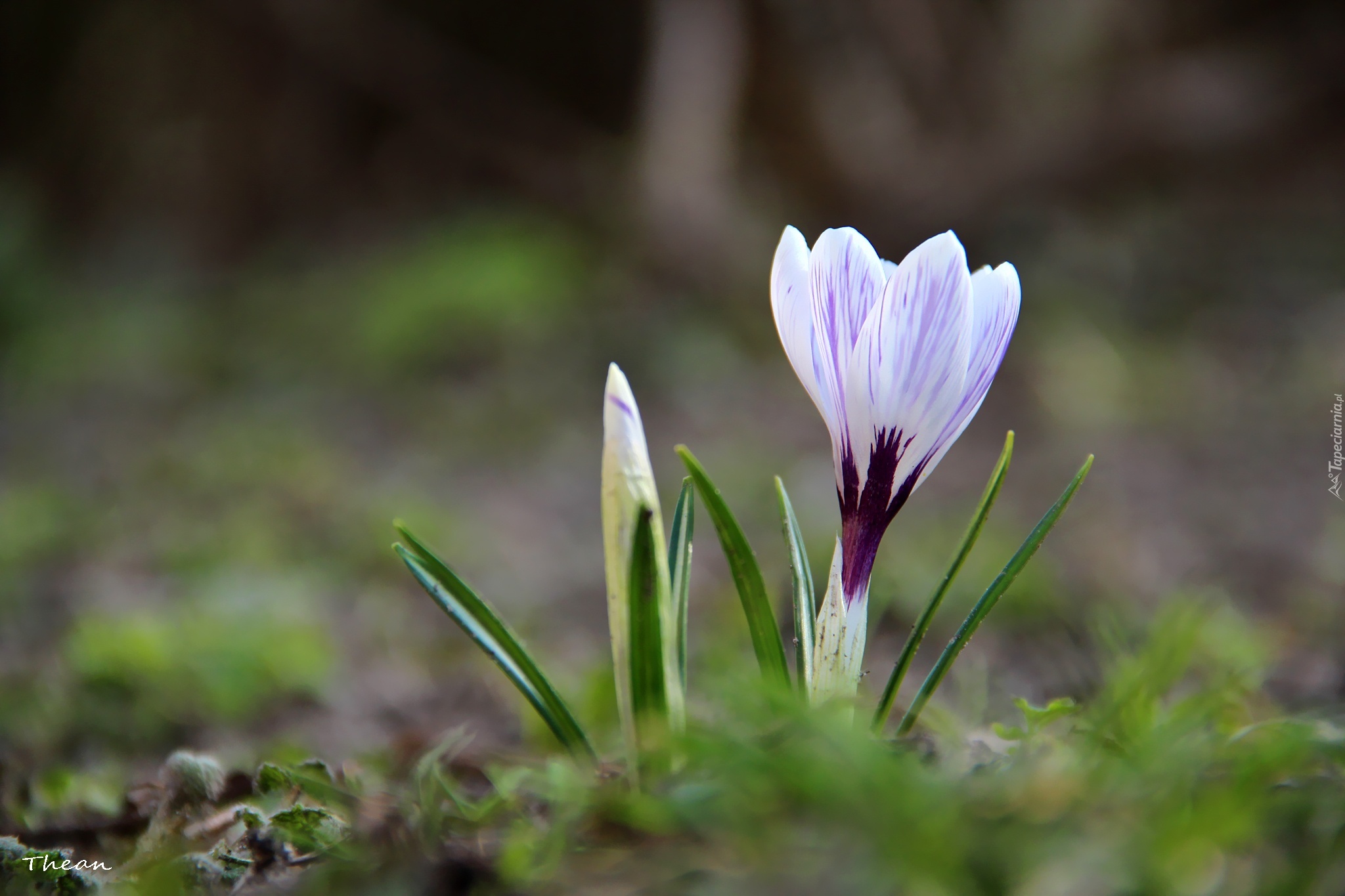 Białoliliowy, Krokus, Wiosna