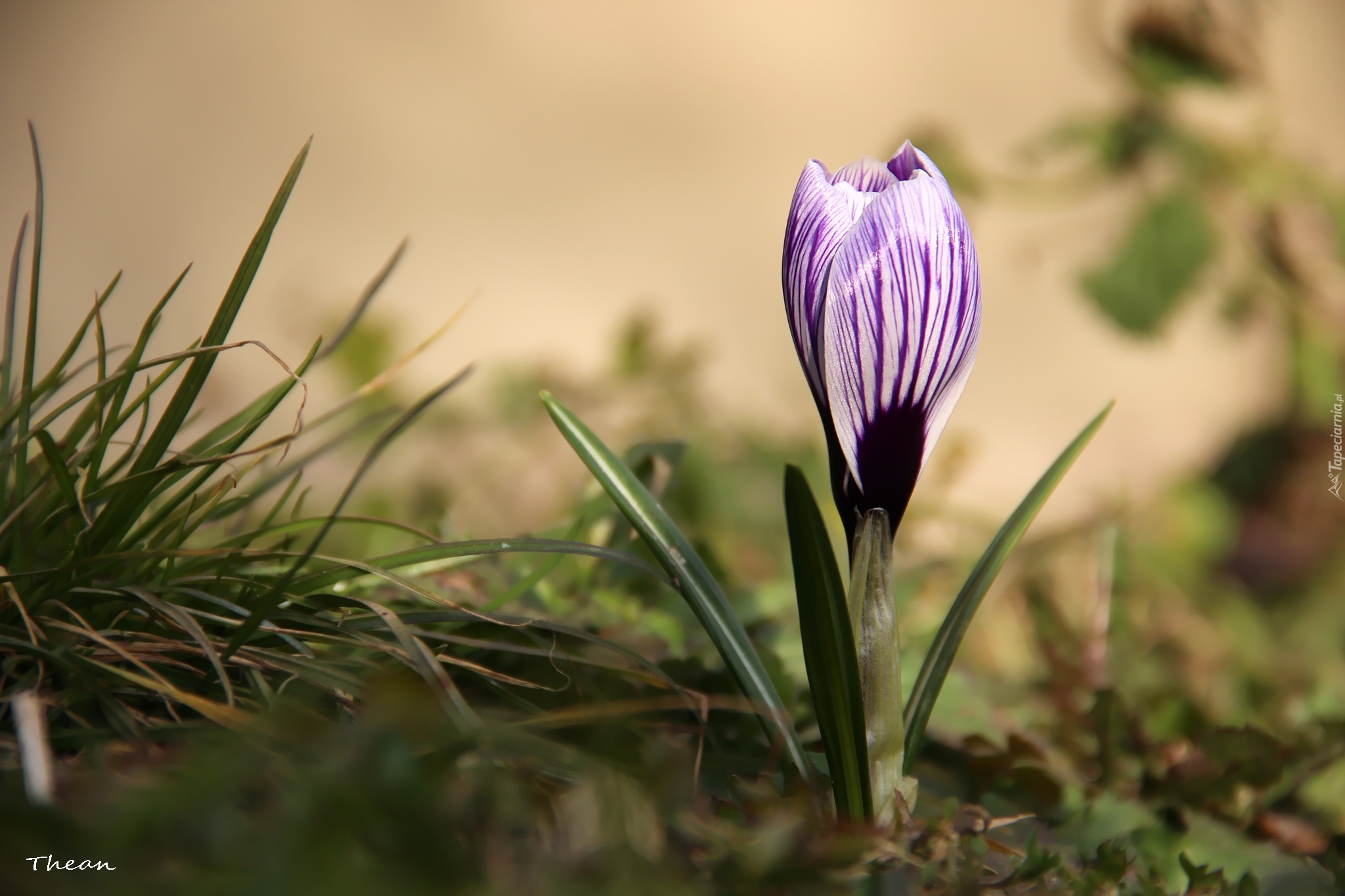 Białoliliowy, Krokus, Wiosna