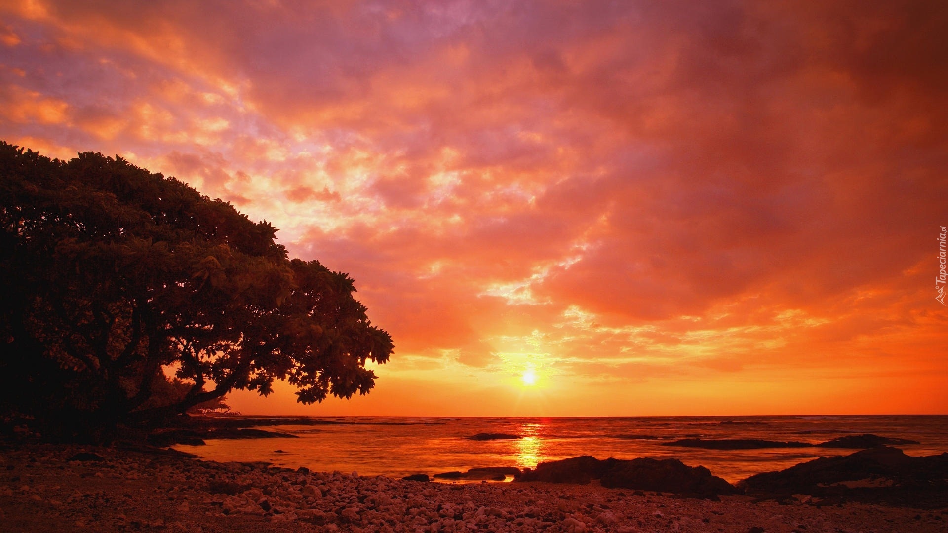Drzewo, Morze, Zachód Słońca