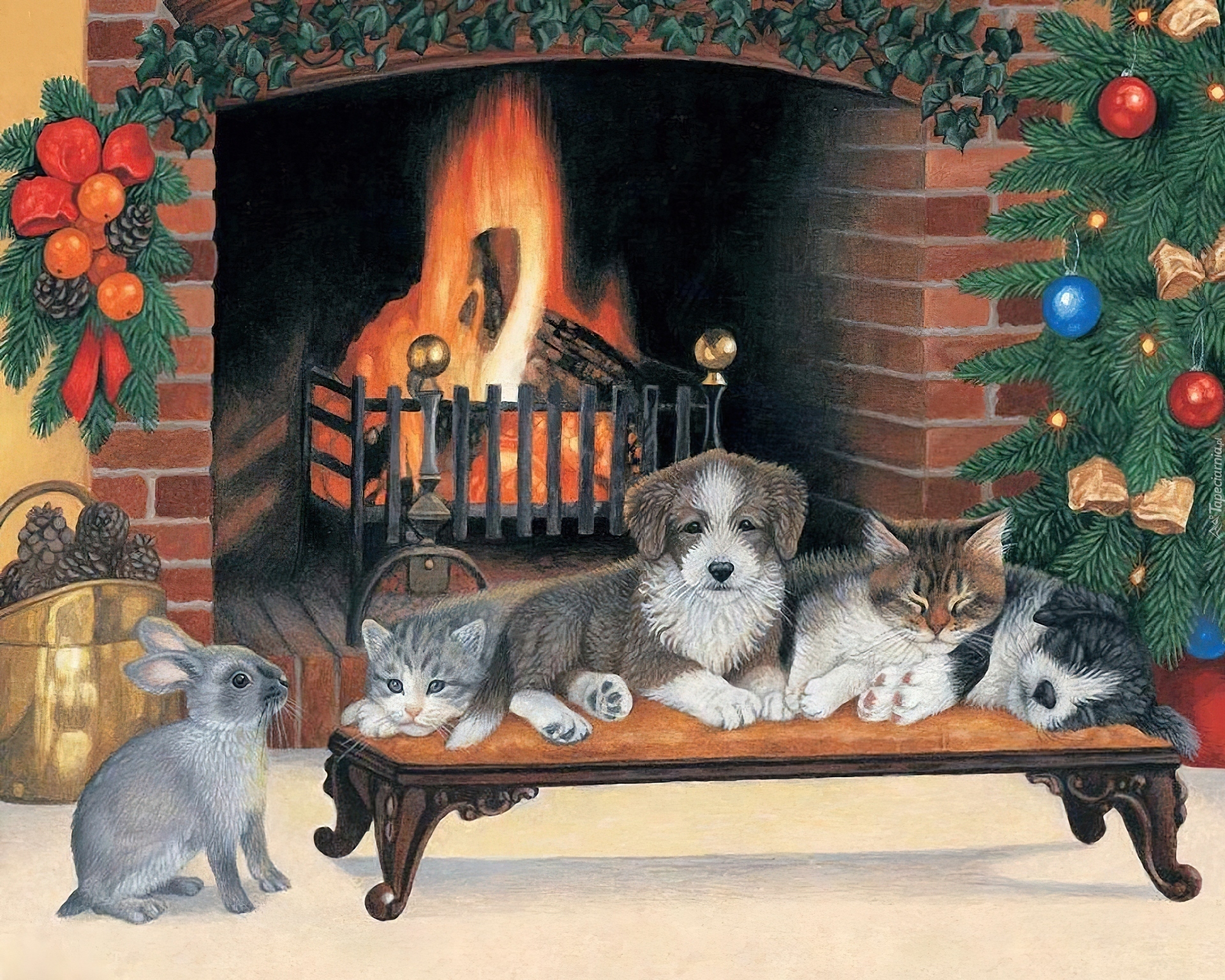Psy, Koty, Boże, Narodzenie