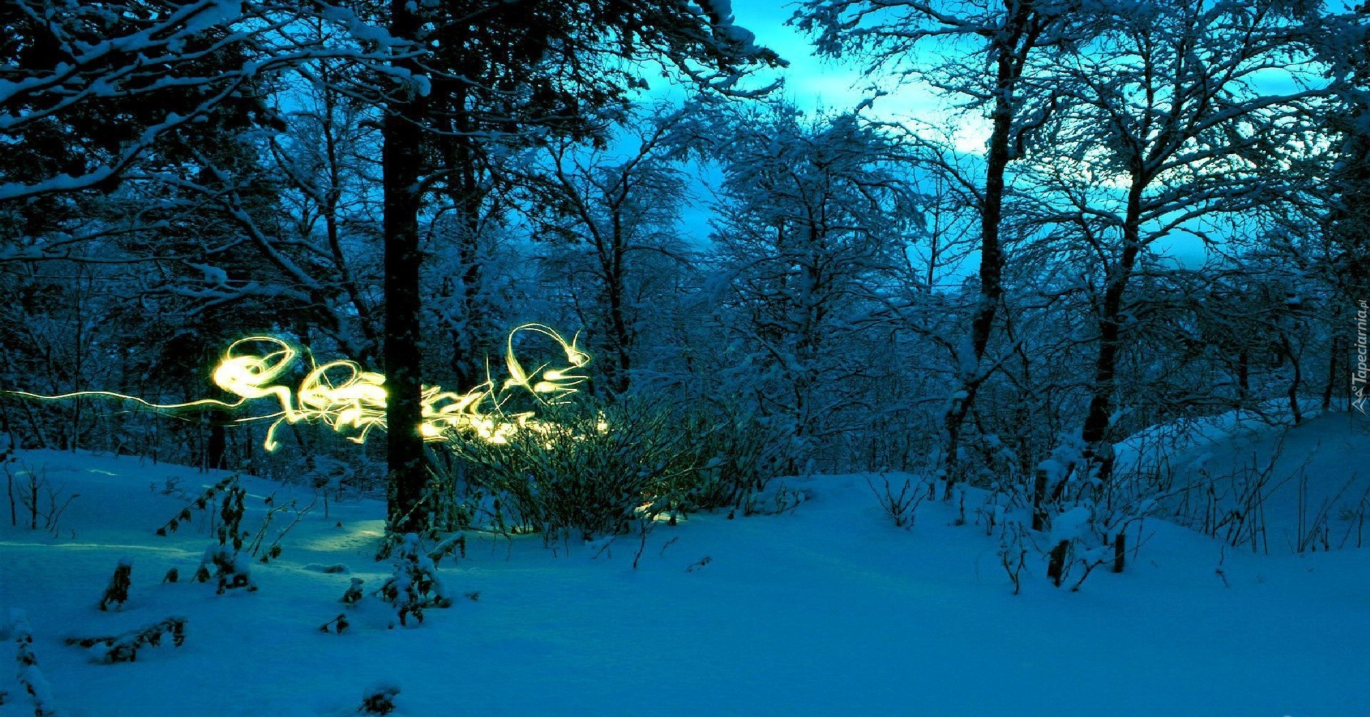 Zima, Drzewa, Światełko, Noc