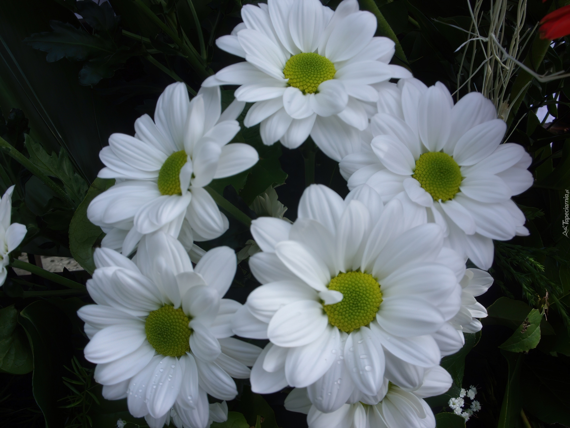 Kwiaty, Białe, Margerytki