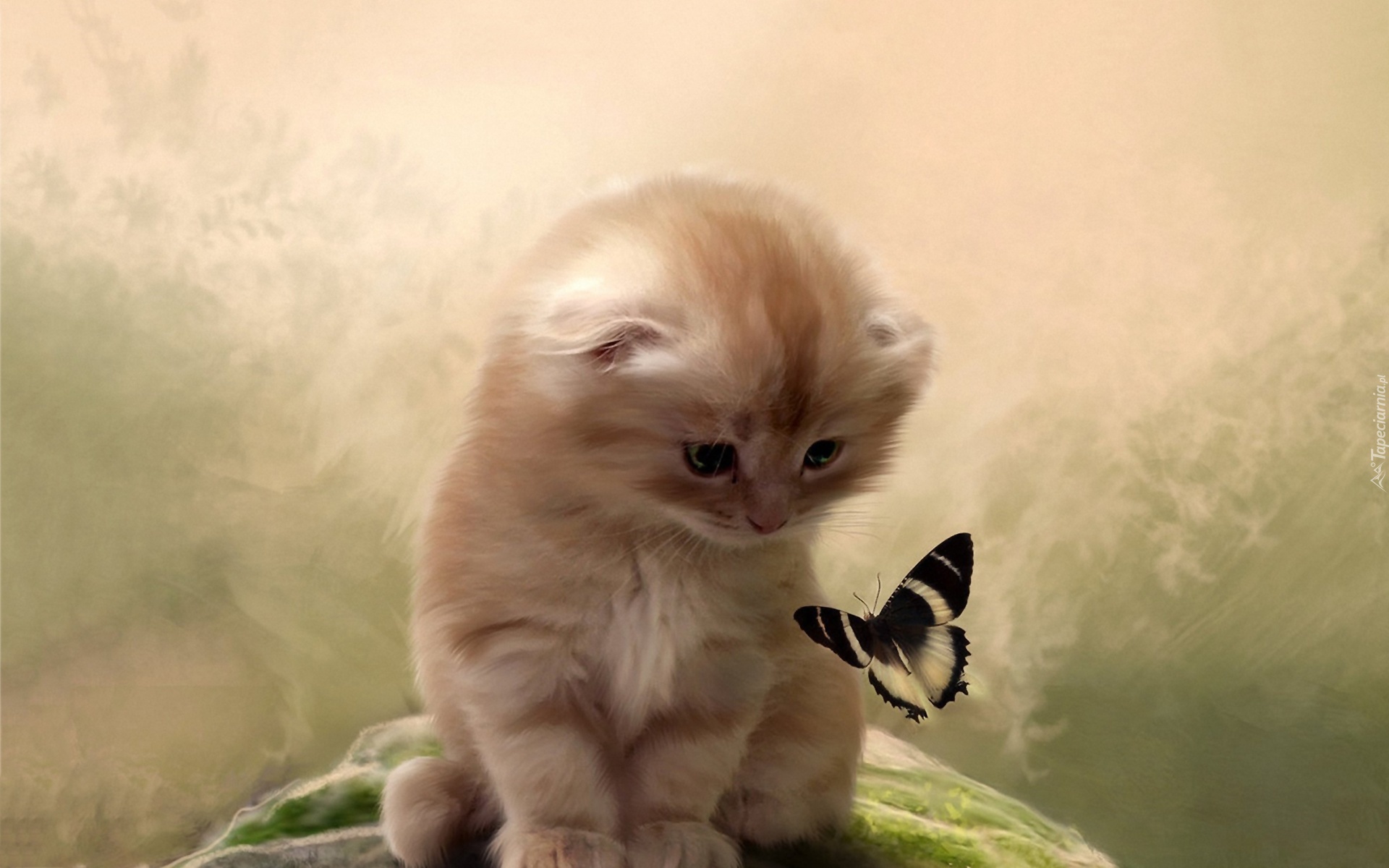 Mały, Kotek, Motylek
