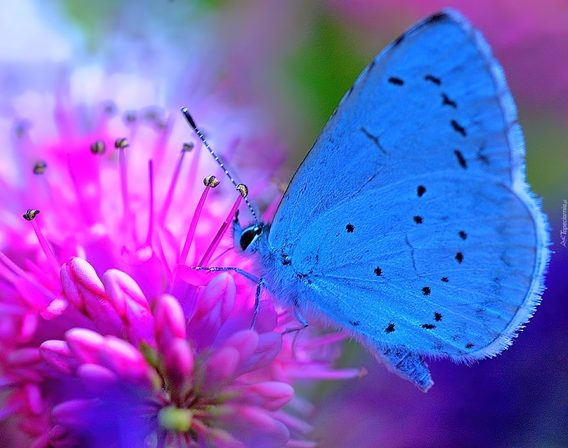 Розово голубая бабочка. Бабочки. Розовые бабочки. Бабочки картинки красивые. Бабочка на цветке.