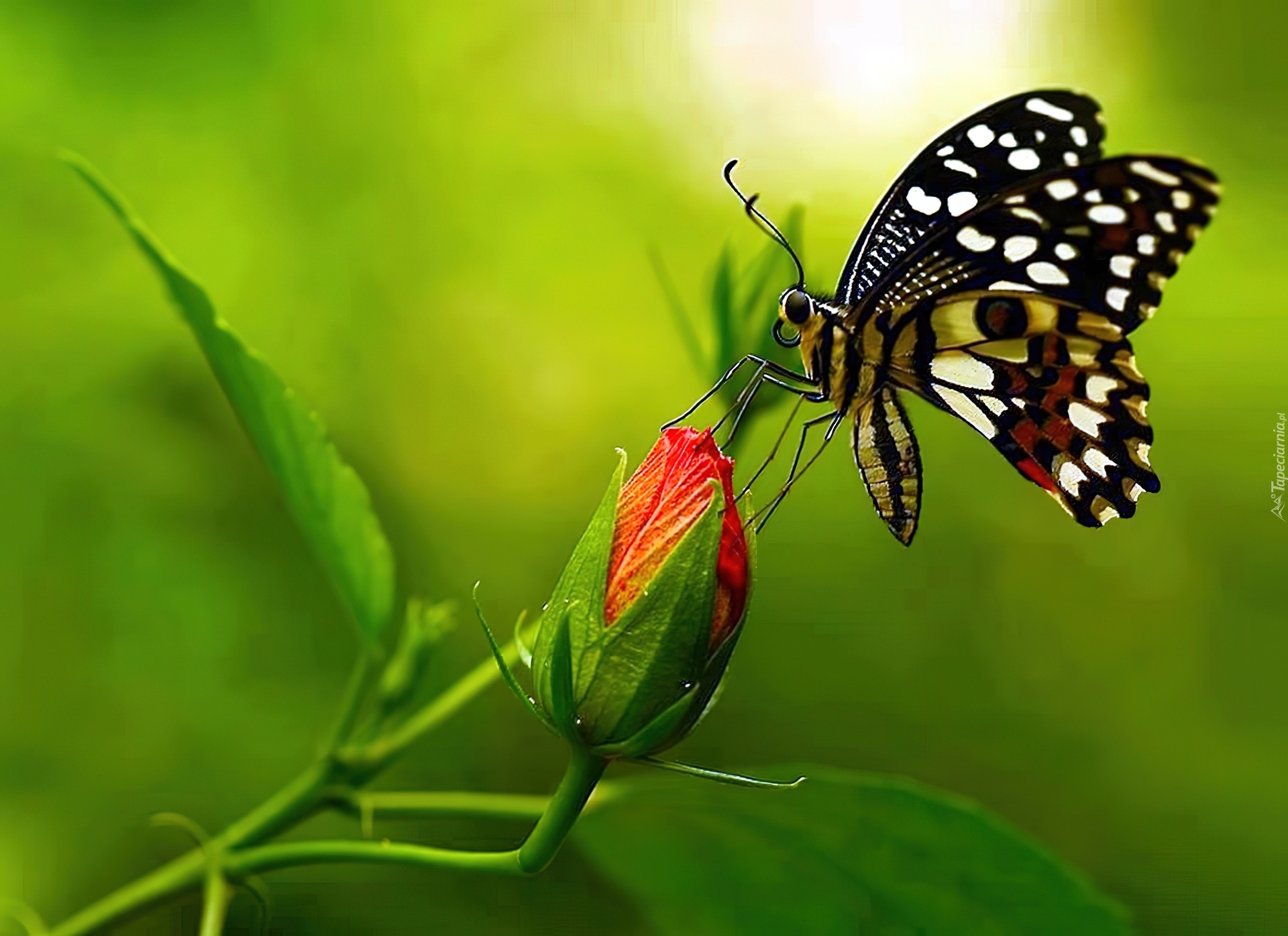 Motyl, Róża