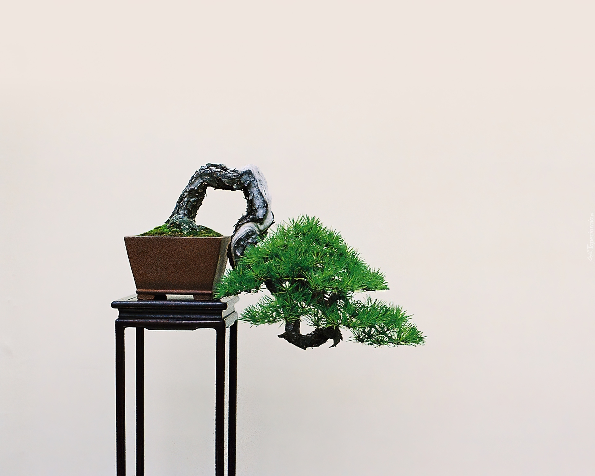 Stolik, Drzewko, Bonsai