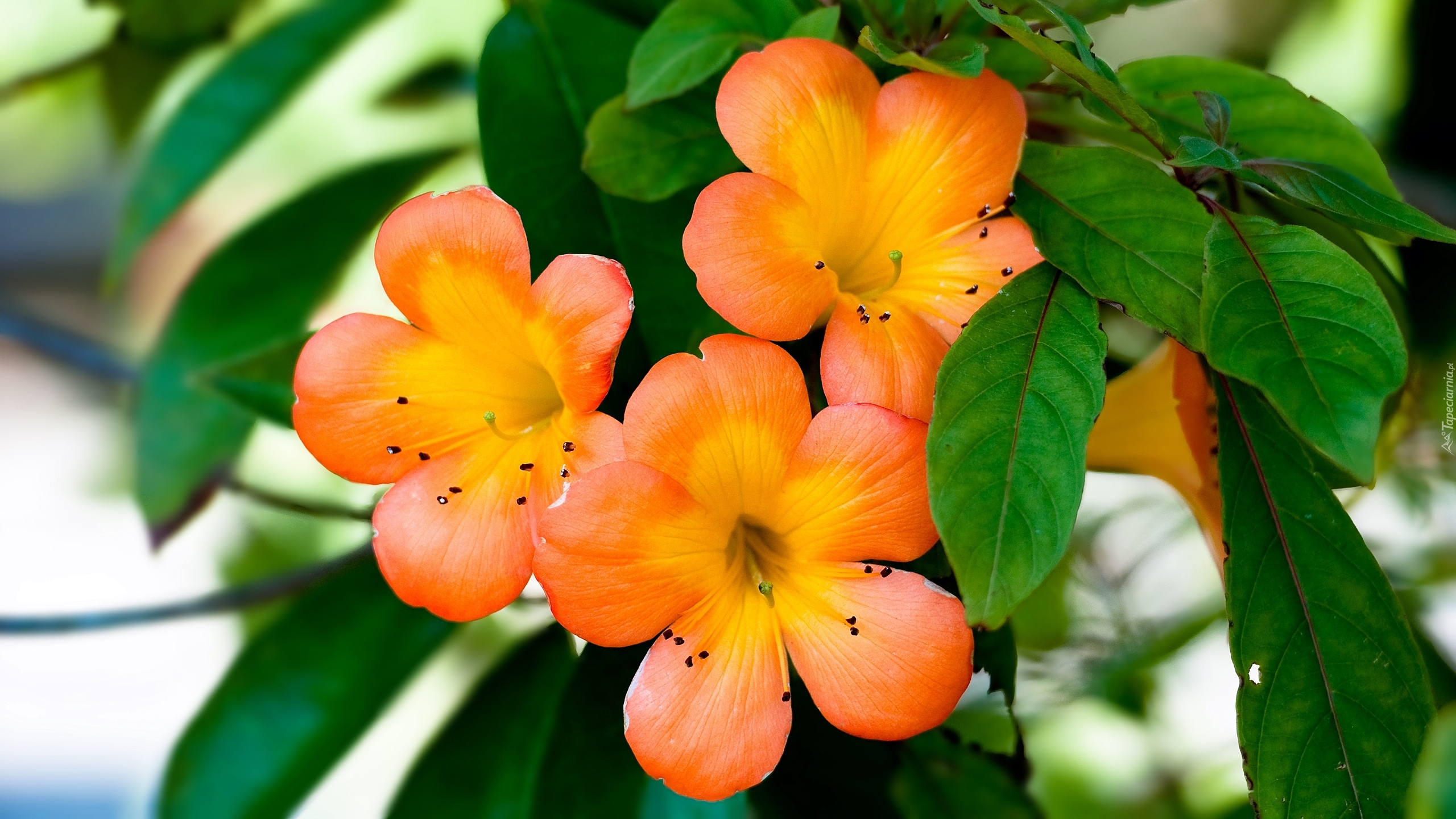 Pomarańczowe, Kwiaty, Liście