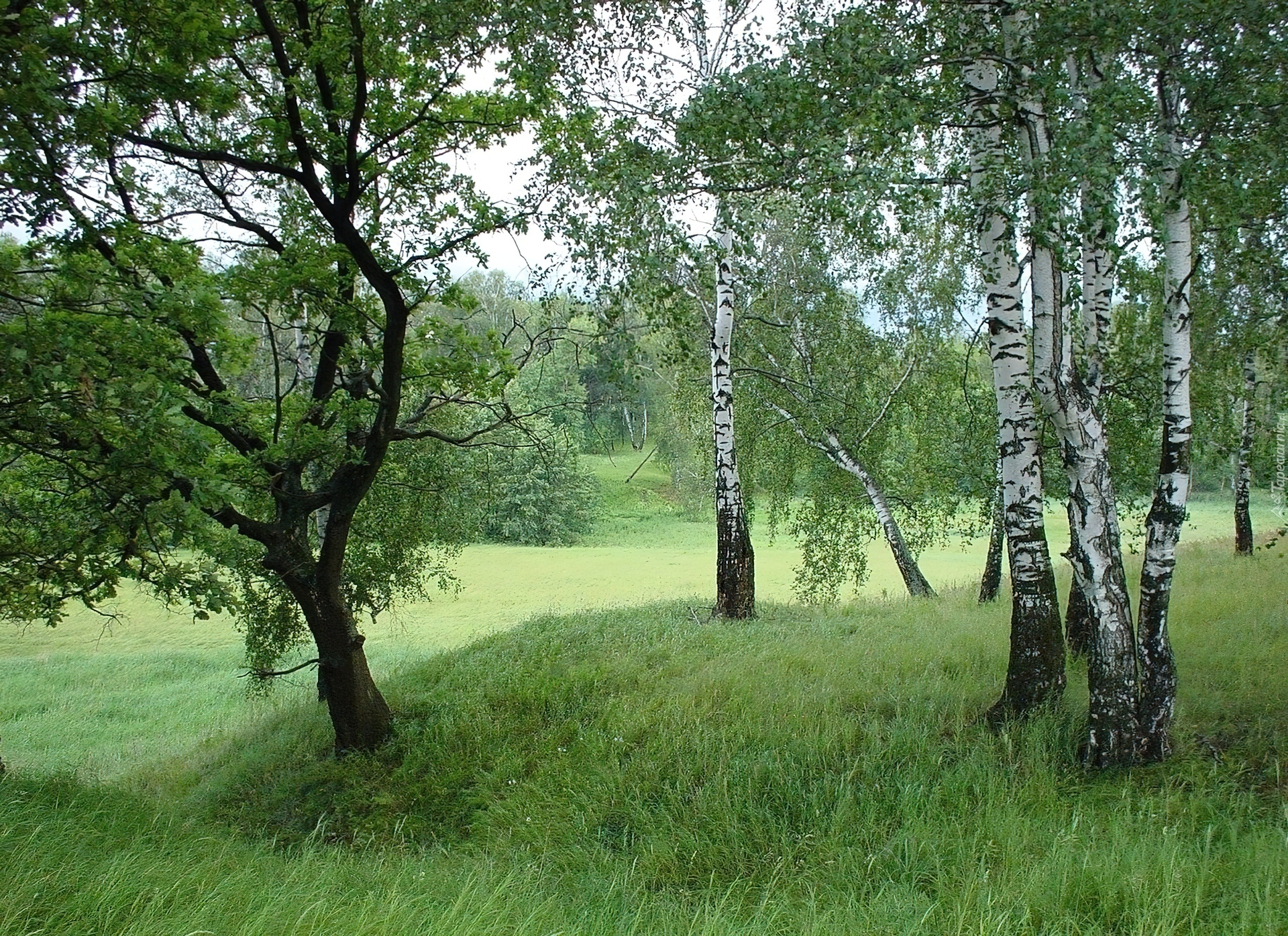 Łąka, Brzozy, Trawa