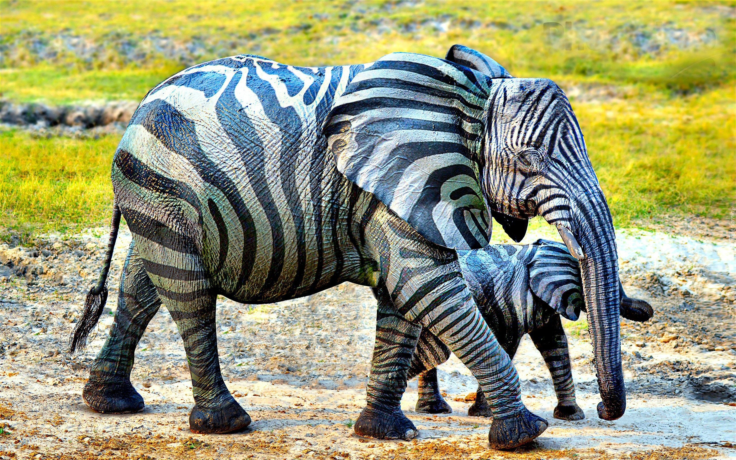 Słonie, Bodypainting, Śmieszne