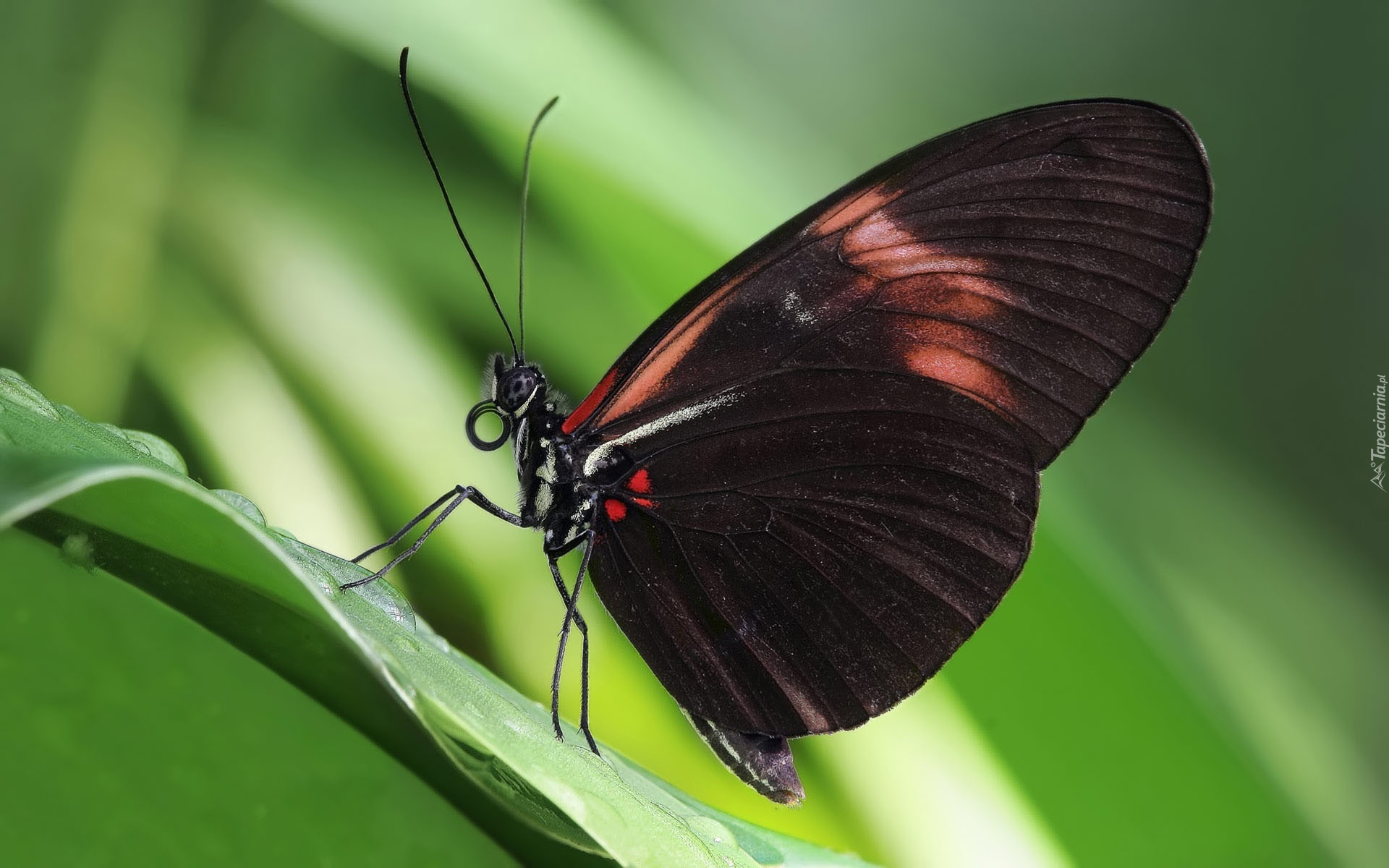 Czarnobrązowy, Motyl