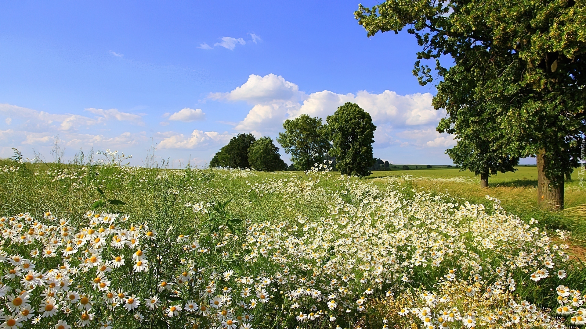 Łąka, Rumianki, Drzewa, Lato