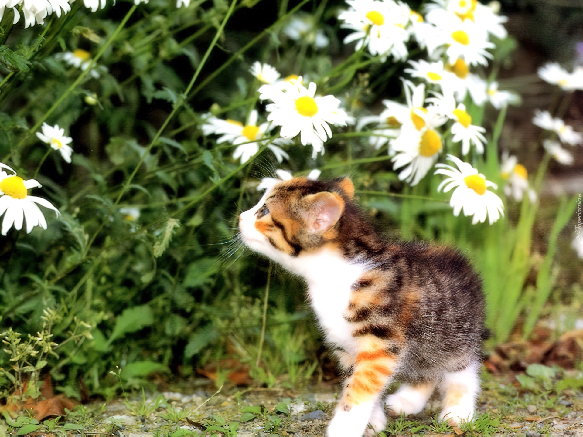 Ромашковая кошка. Котенок в ромашках. Летний котик. Кошечка с ромашками. Среди ромашек.