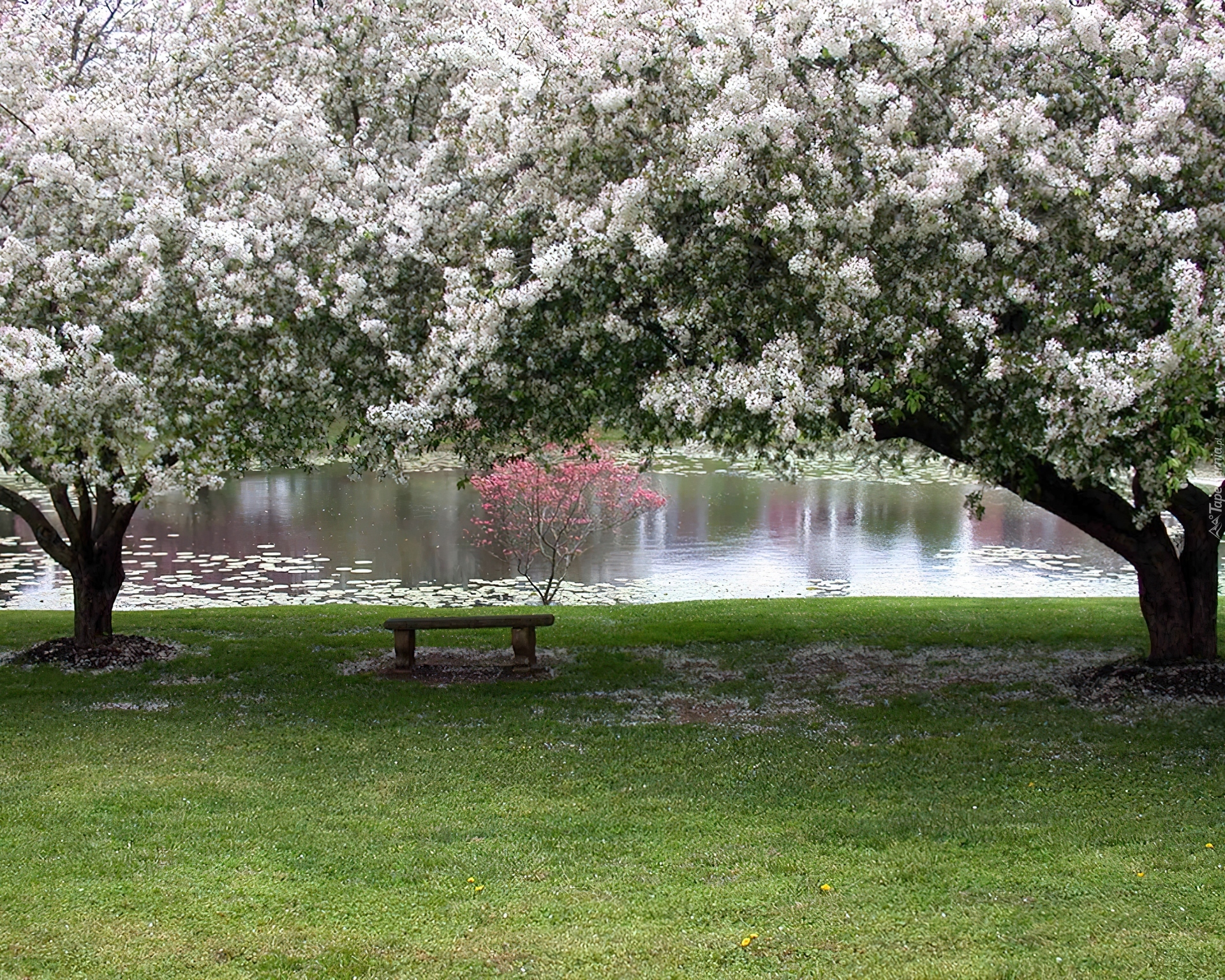 Park, Rzeczka, Kwitnące, Drzewa, Ławeczka