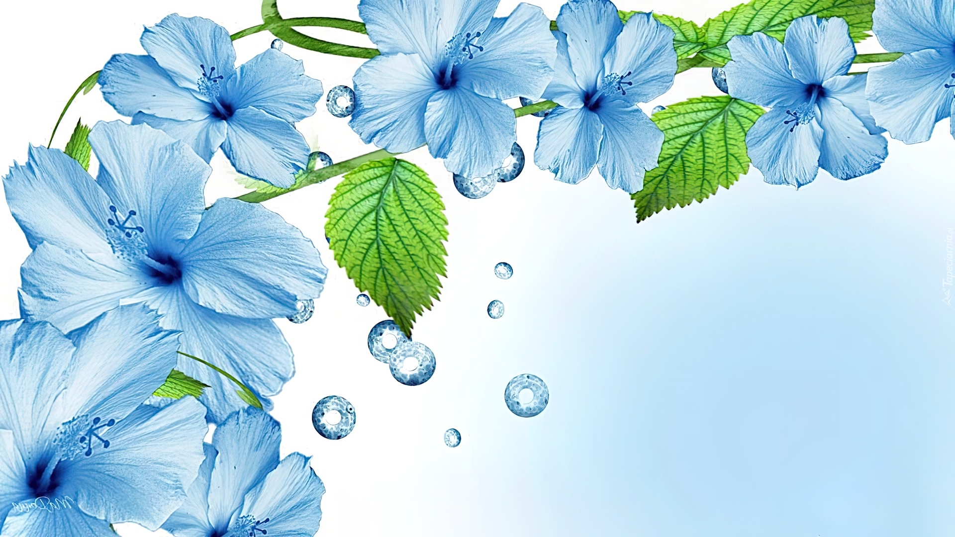 Kwiaty, Błękitny, Hibiskus, Art