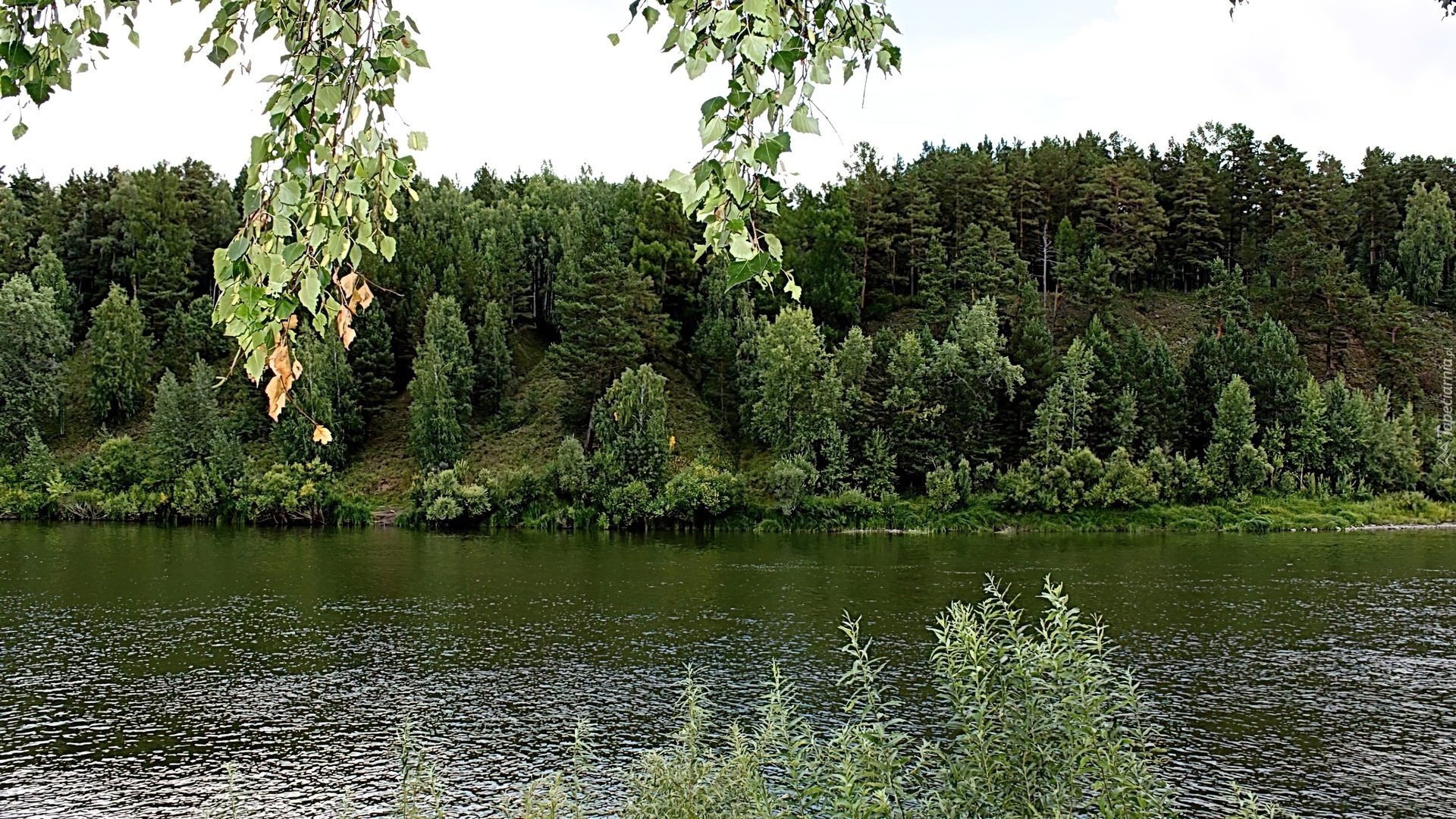 Rzeka, Las, Gałązki