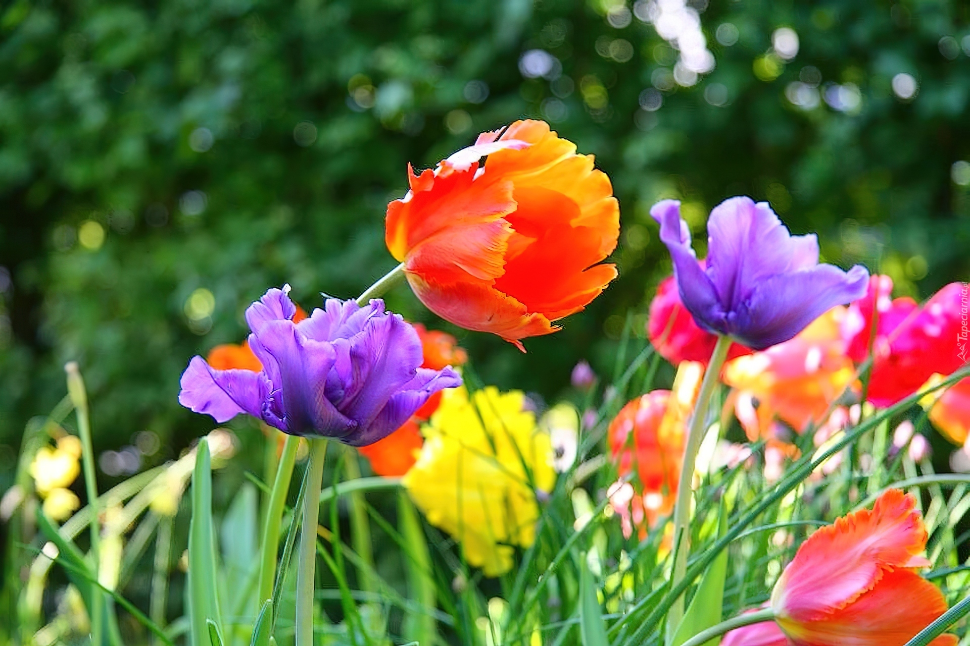 Tulipany, Park
