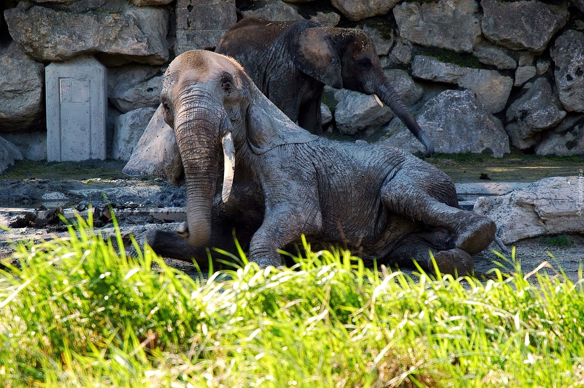 Słoń, Zoo