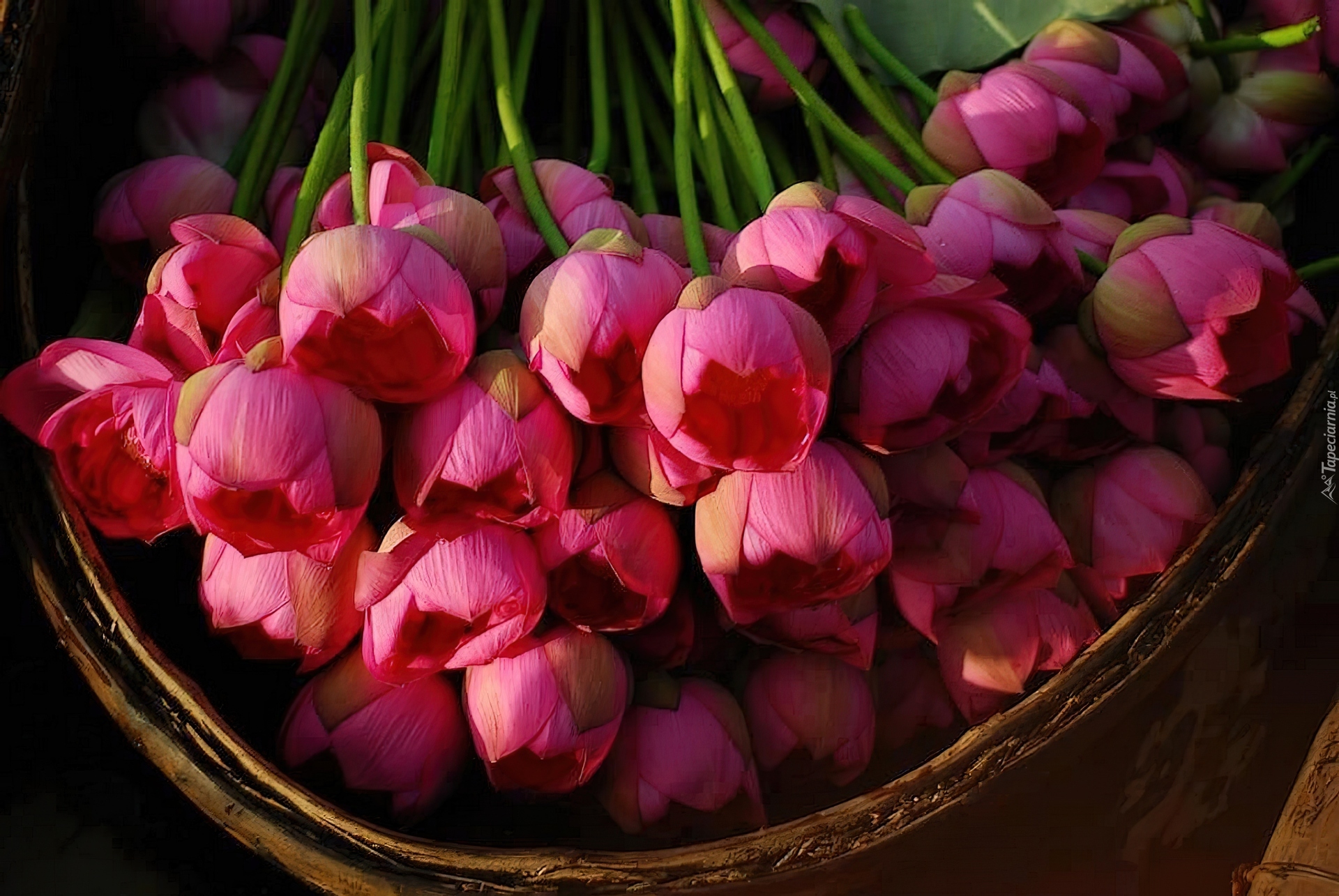 Tulipany, W Koszyku