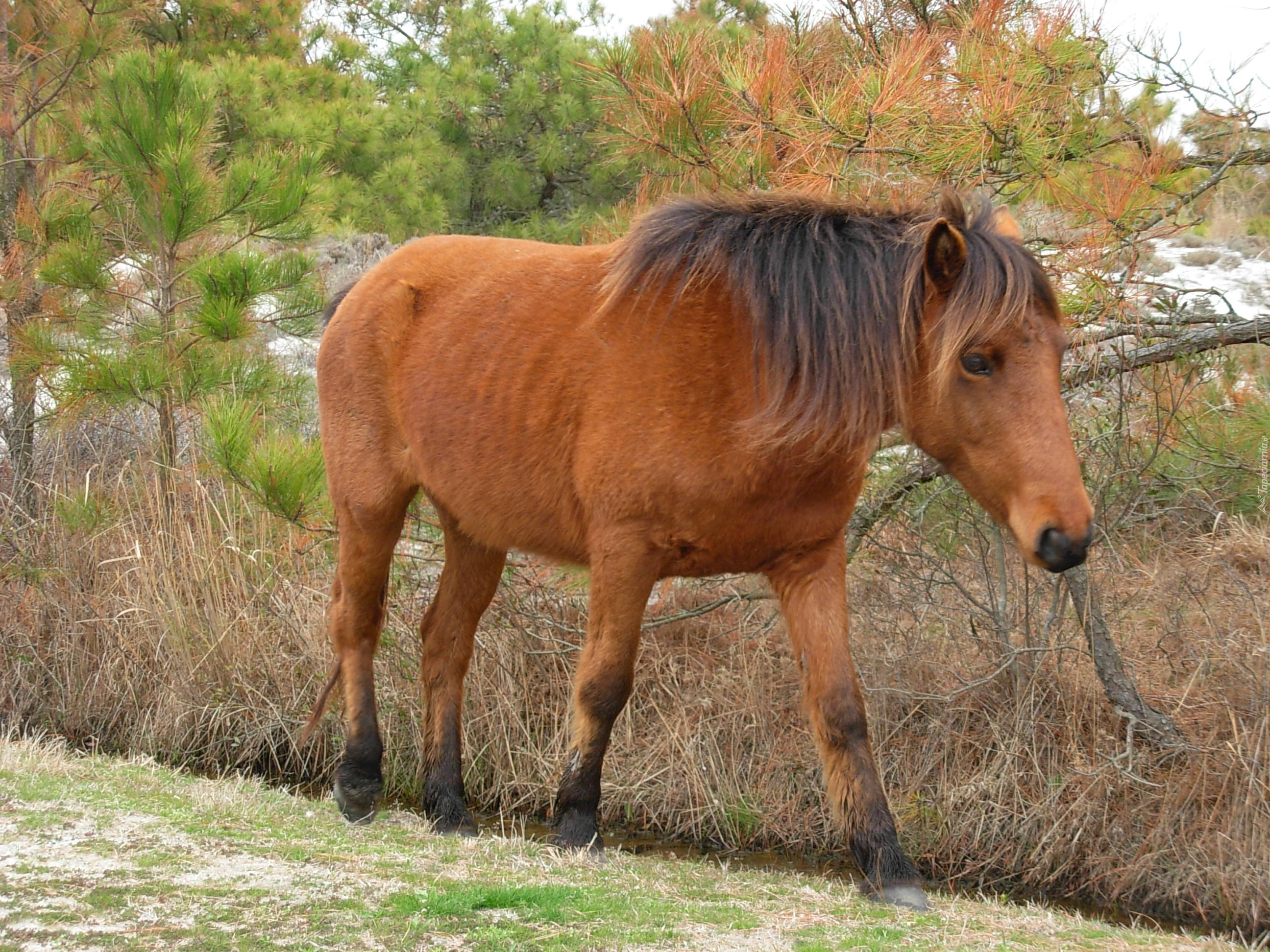 Konik, Drzewa