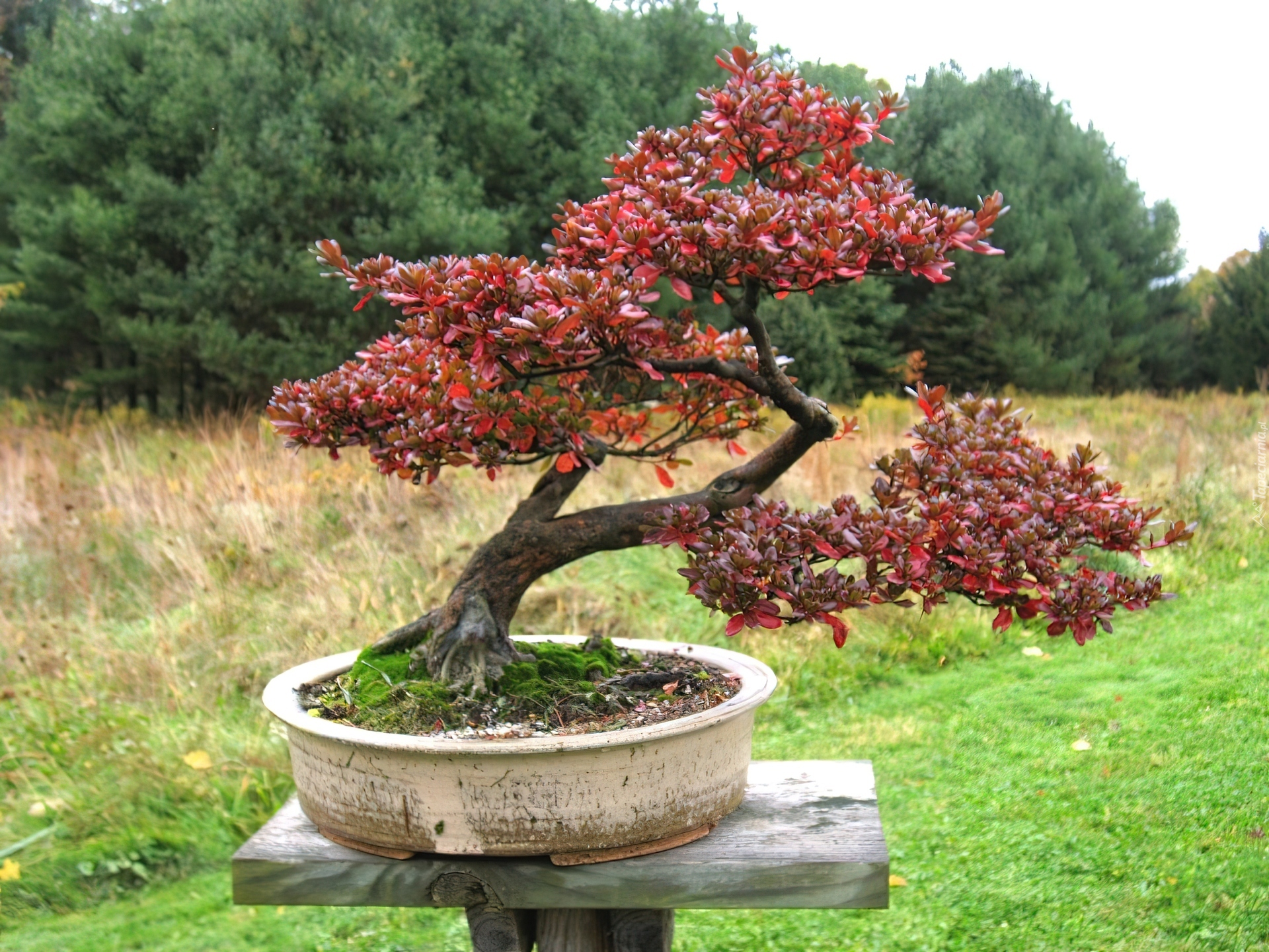 Las, Łąka, Drzewko, Bonsai