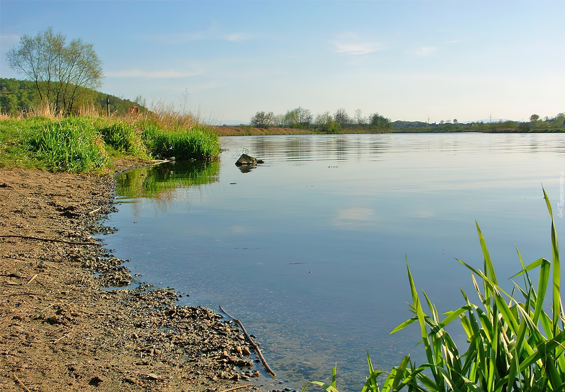 Jezioro, Plaża, Drzewa