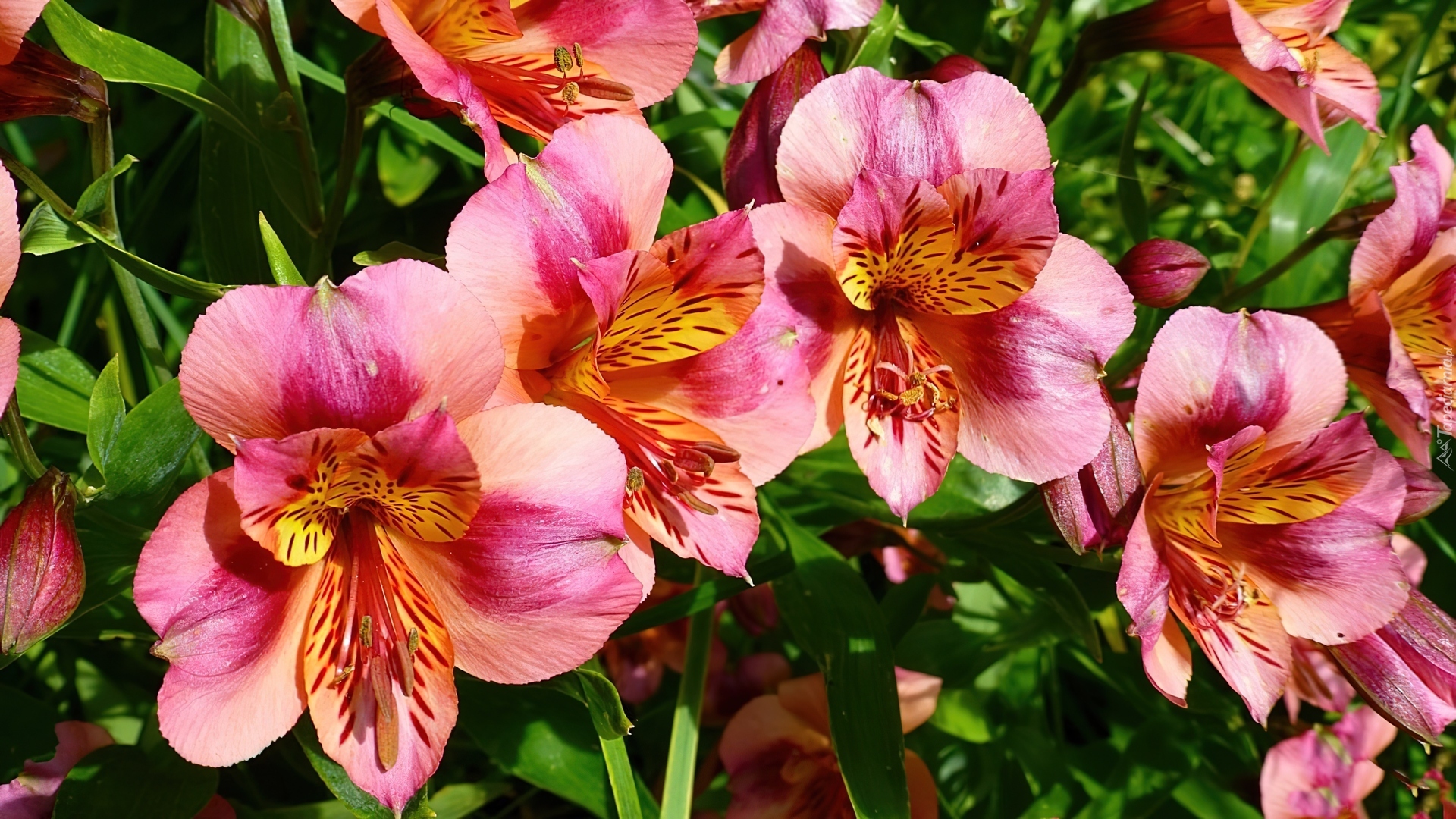 Kwiaty, Alstroemeria