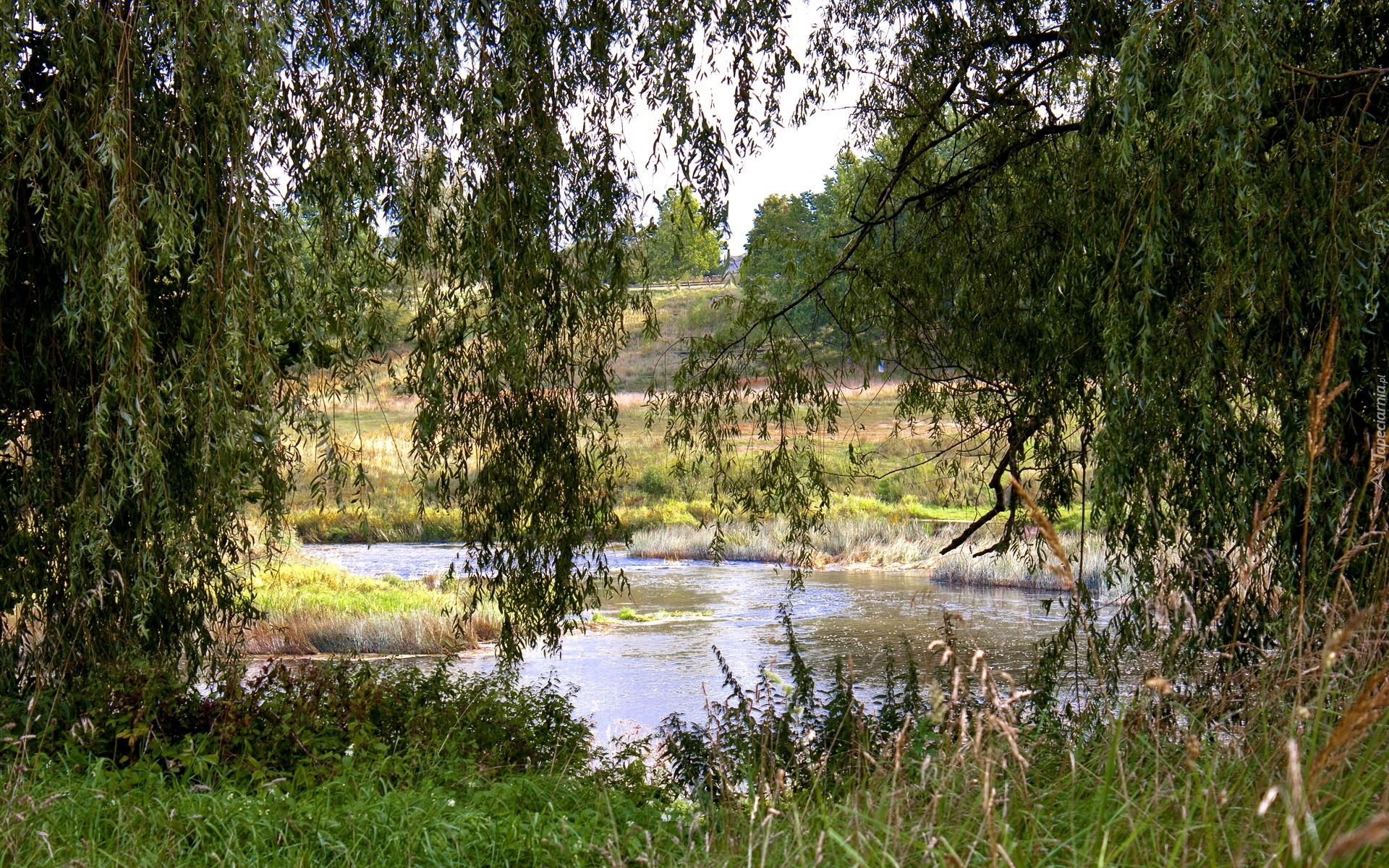 Rzeka, Łąki, Drzewa, Trawy