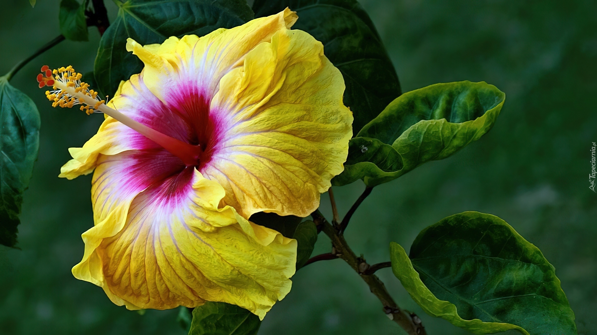 Żółty, Hibiskus