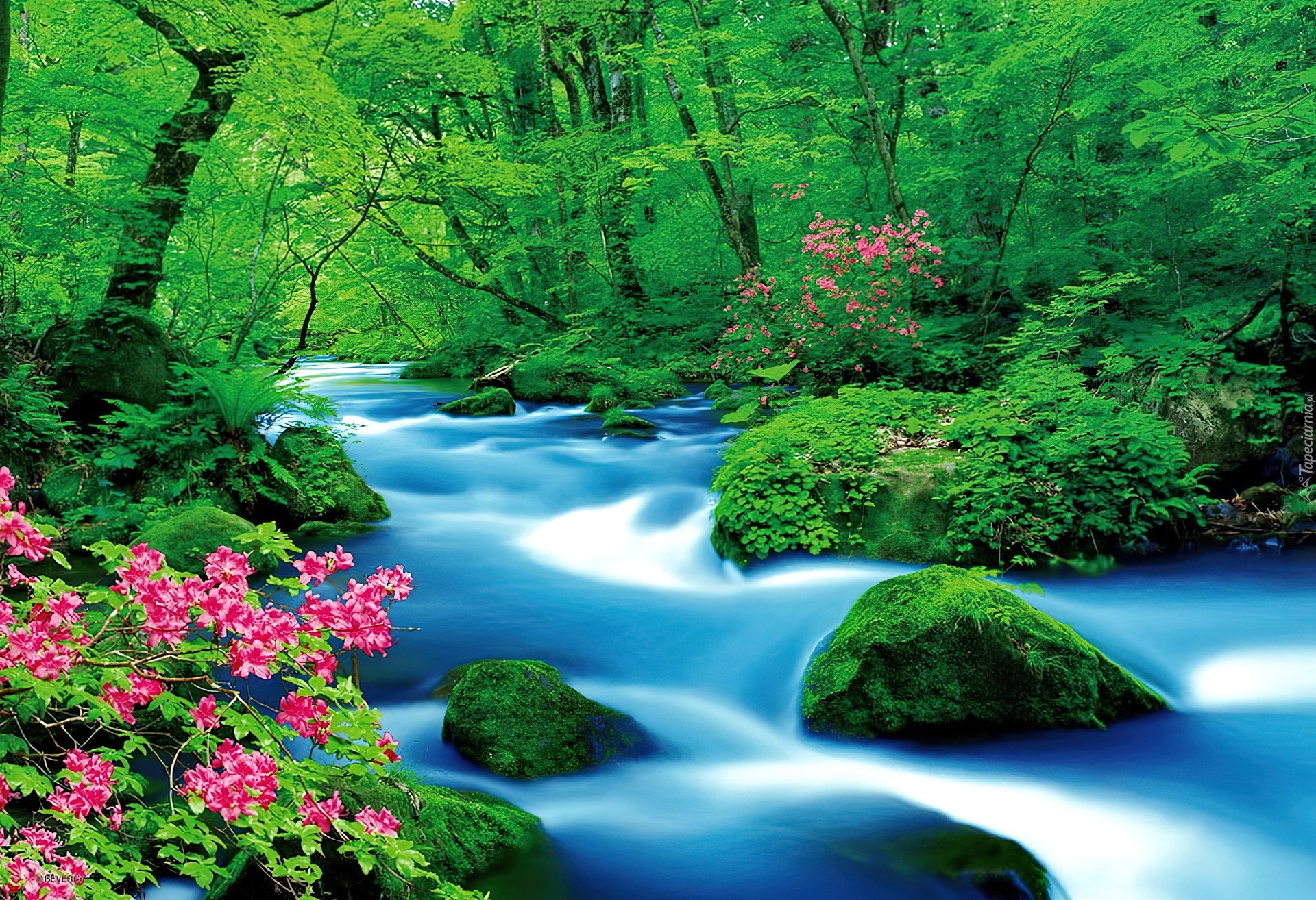 Las, Rzeka, Kwiaty