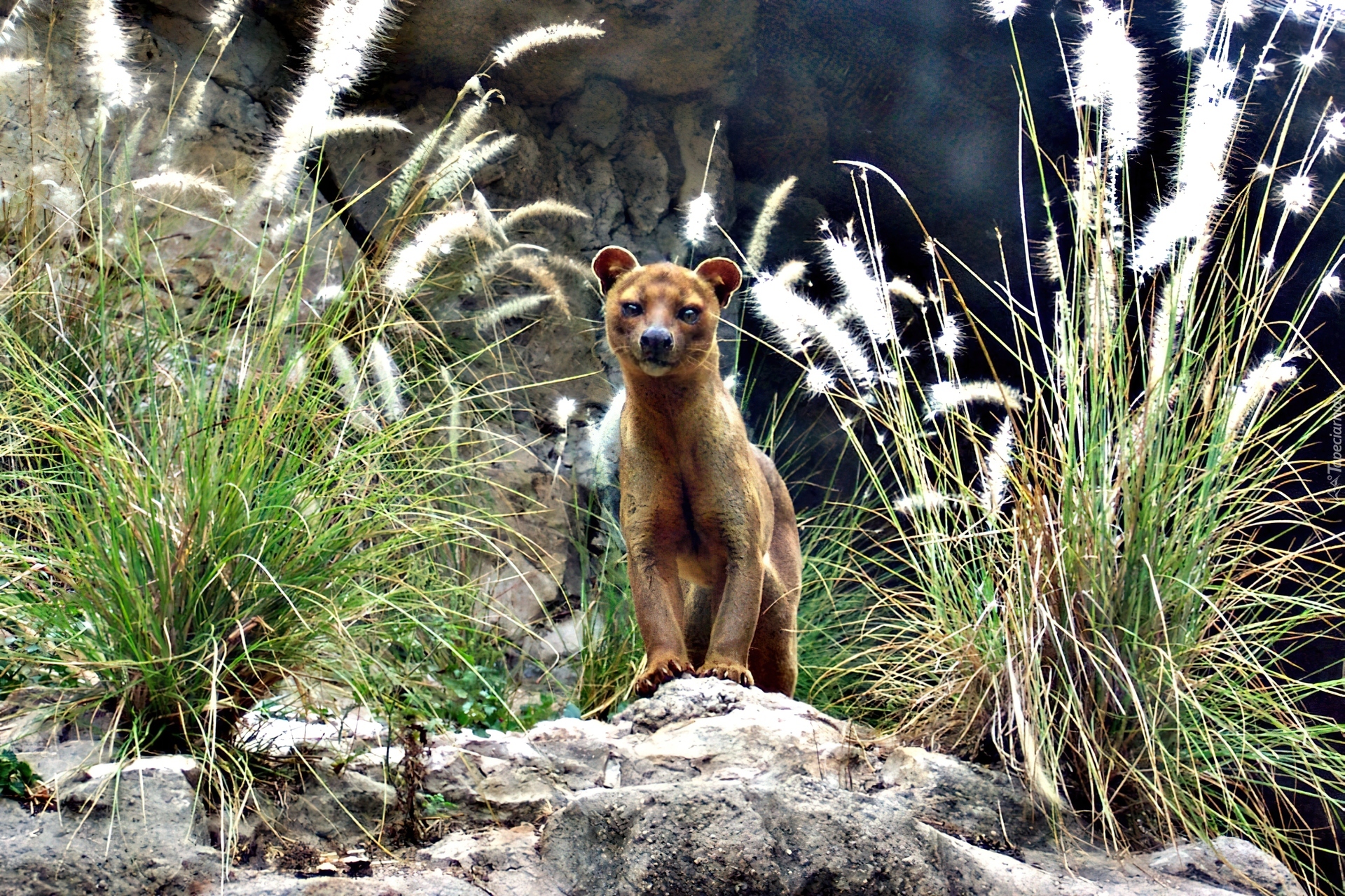 Fossa, Na, Skałkach