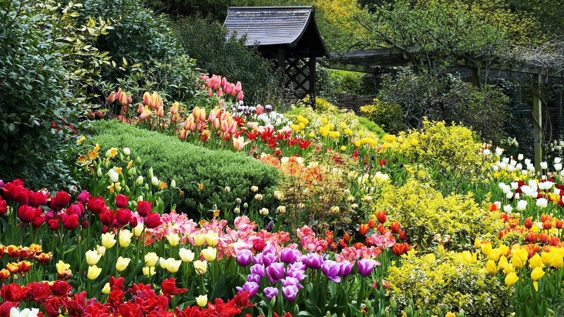 Ogród, Tulipany, Altanka