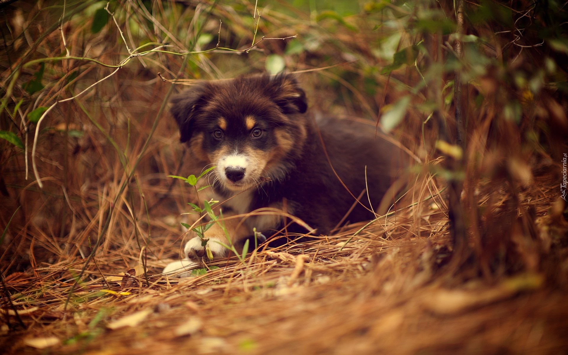 Piesek, Zarośla, Szczeniak, Owczarek australijski-australian shepherd