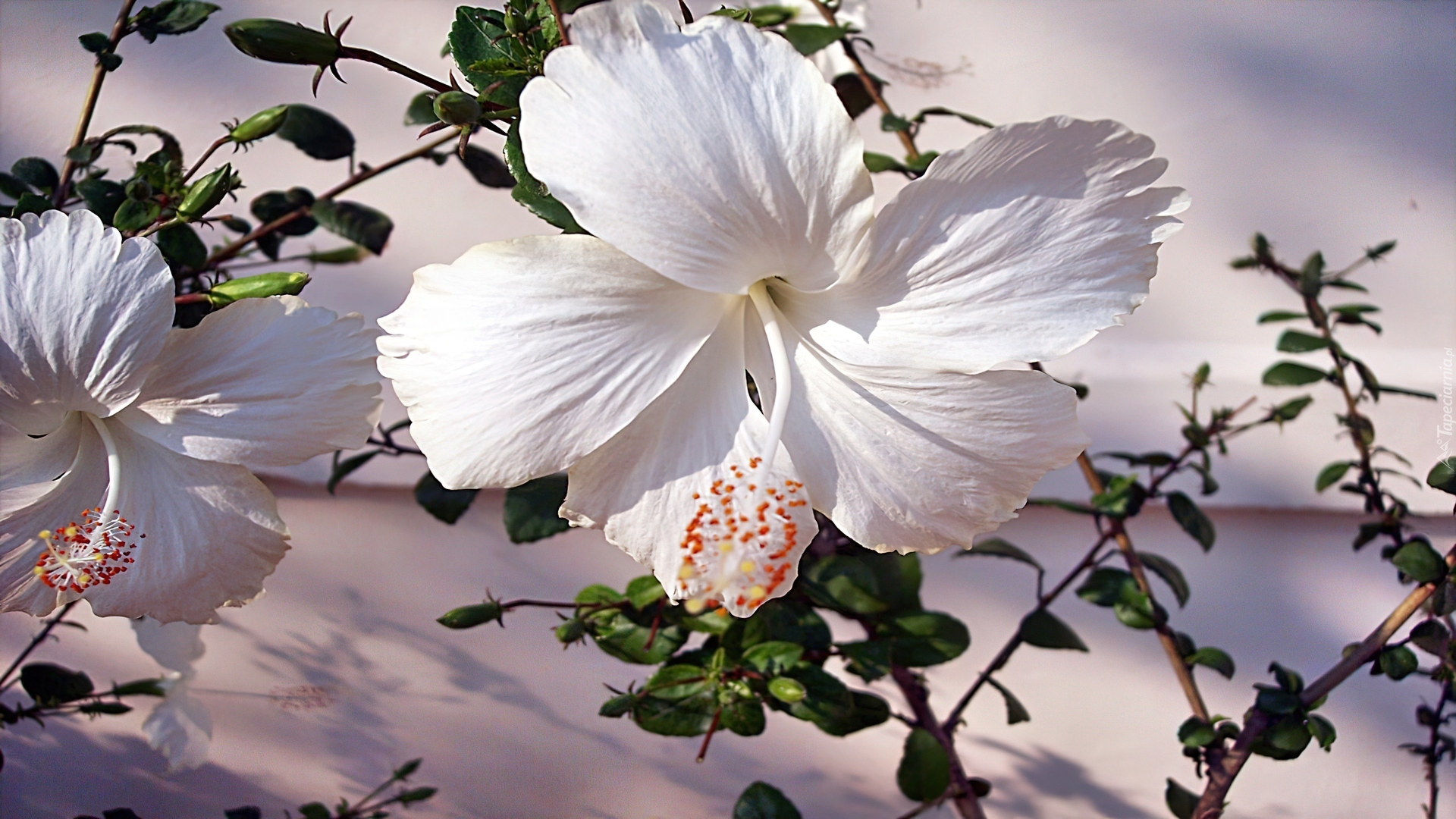 Biały, Hibiskus, Gałązki