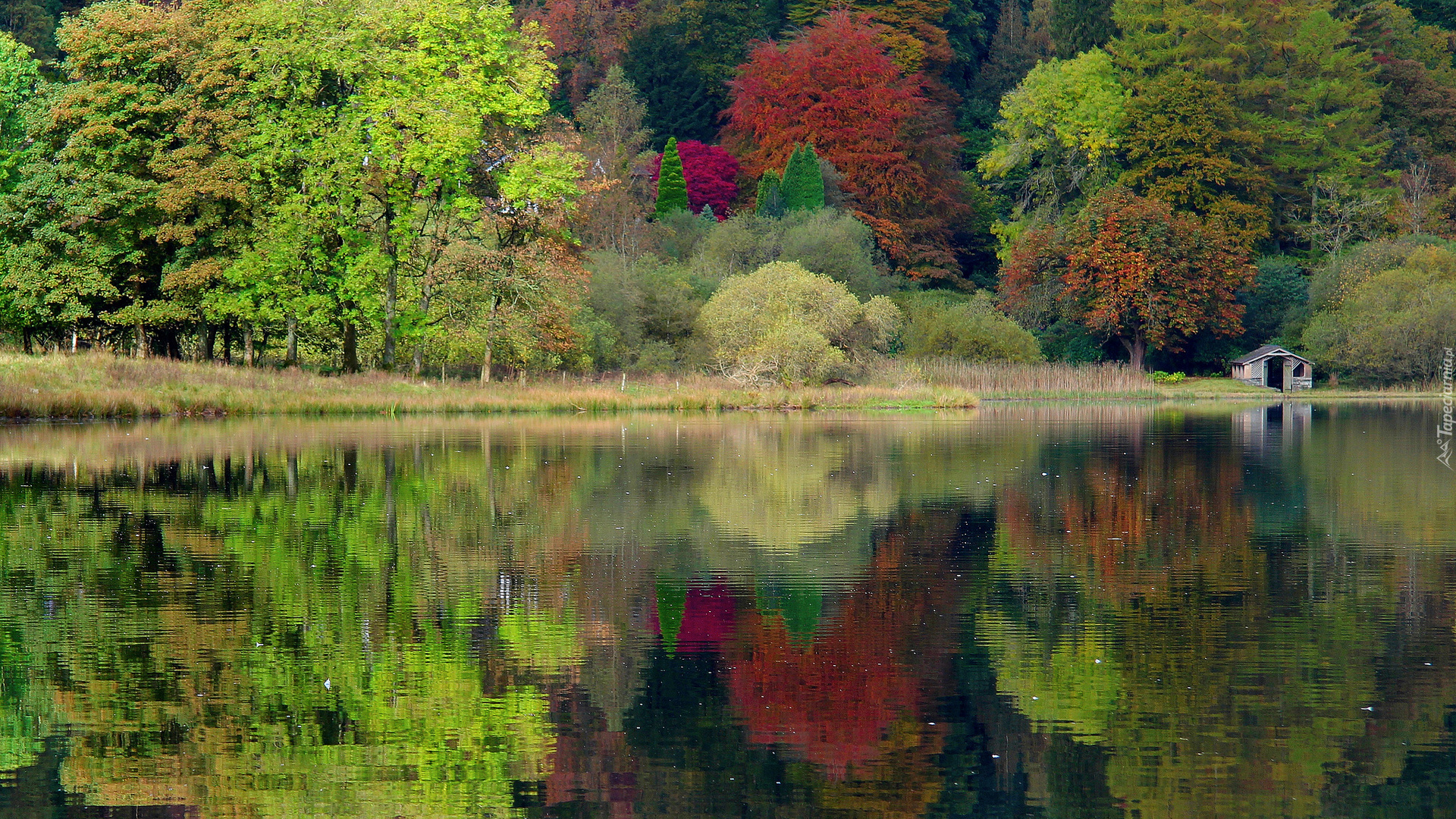 Jesień, Las, Jezioro