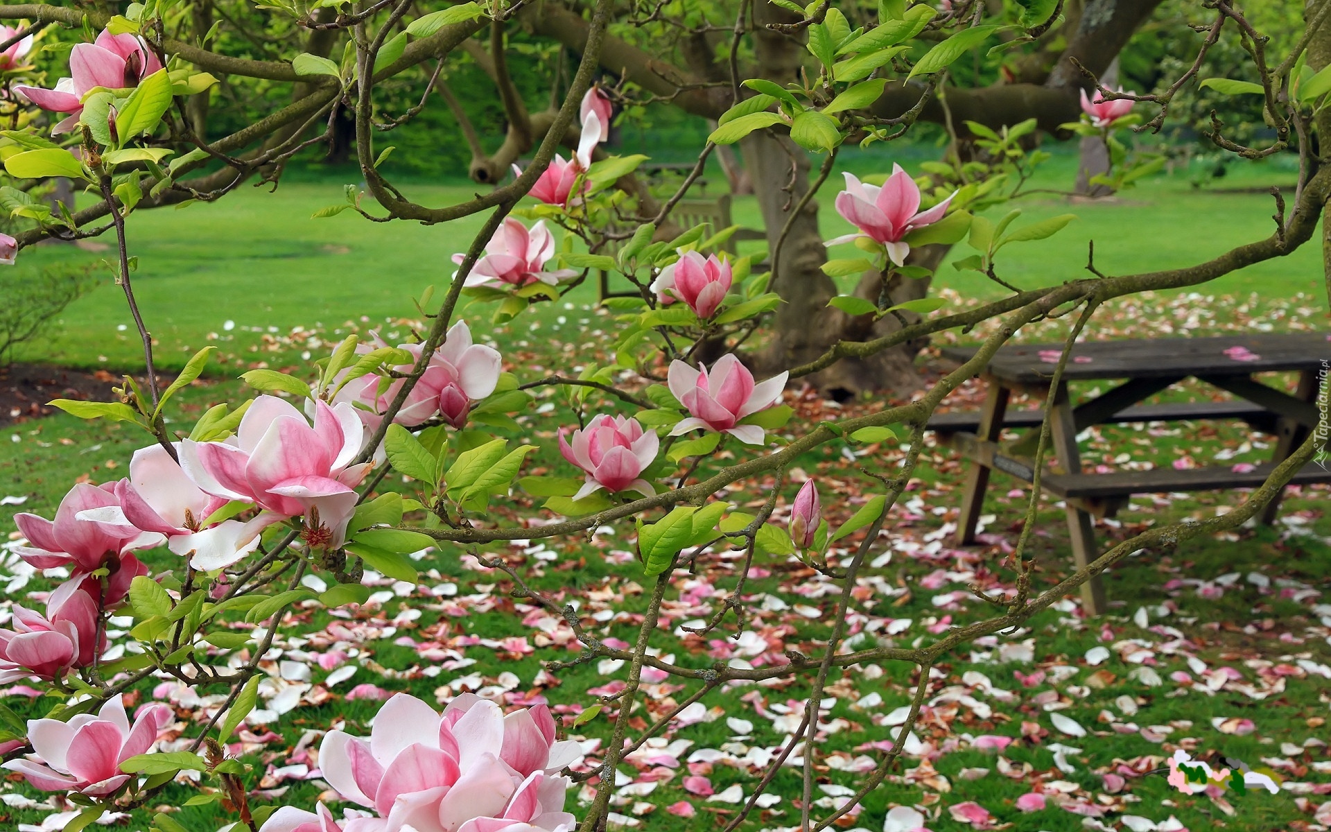 Ogród, Różowa, Magnolia, Stolik