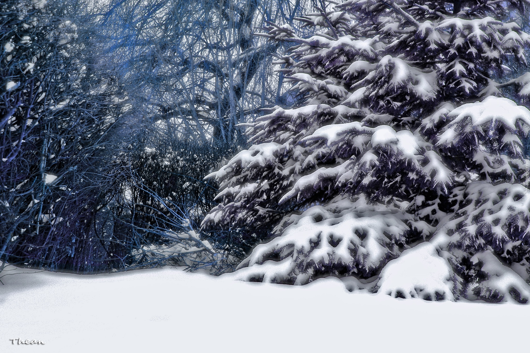 Zima, Śnieg, Jodła, Drzewa