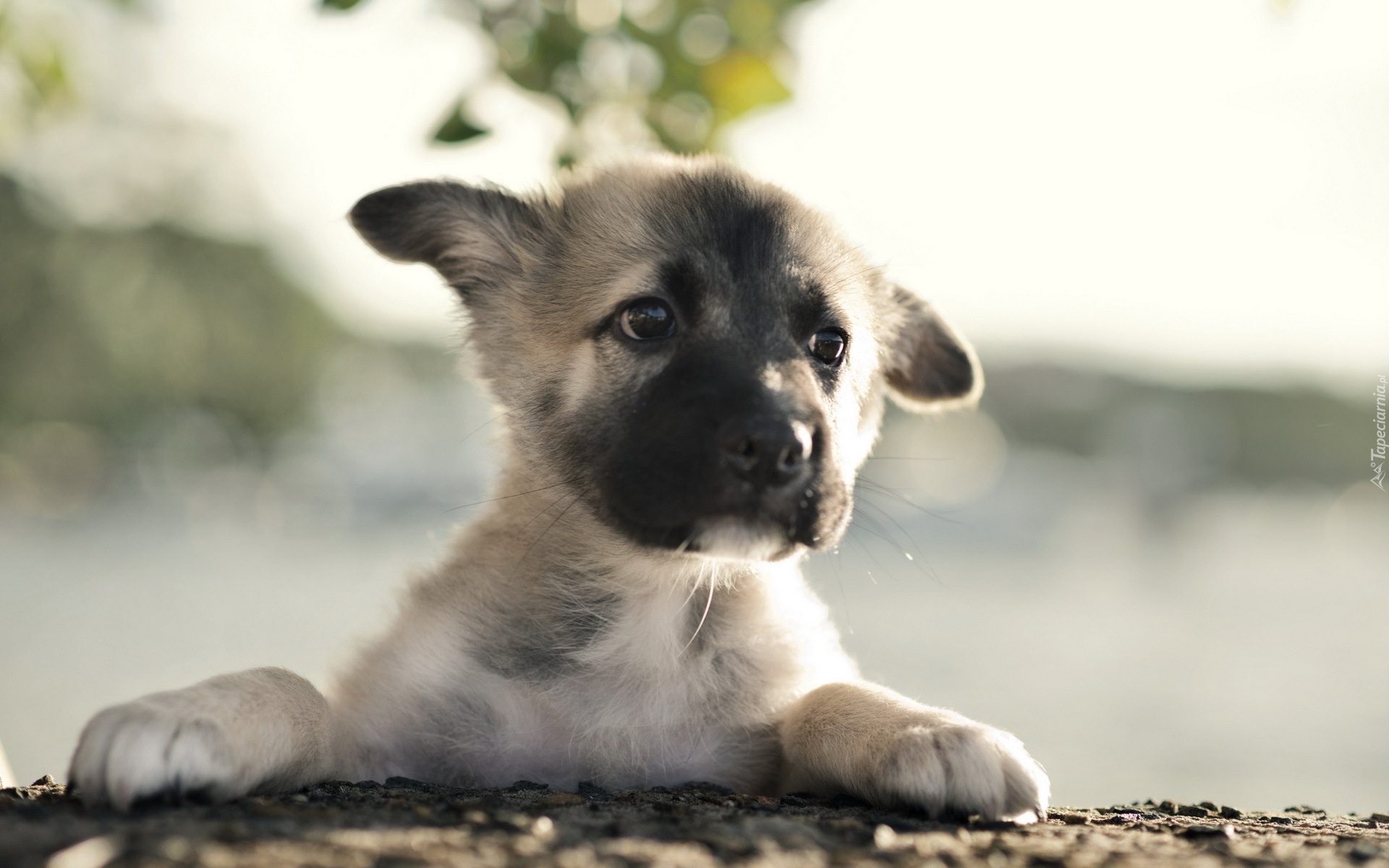 Szczeniaczek, Łapki, Bullmastiff