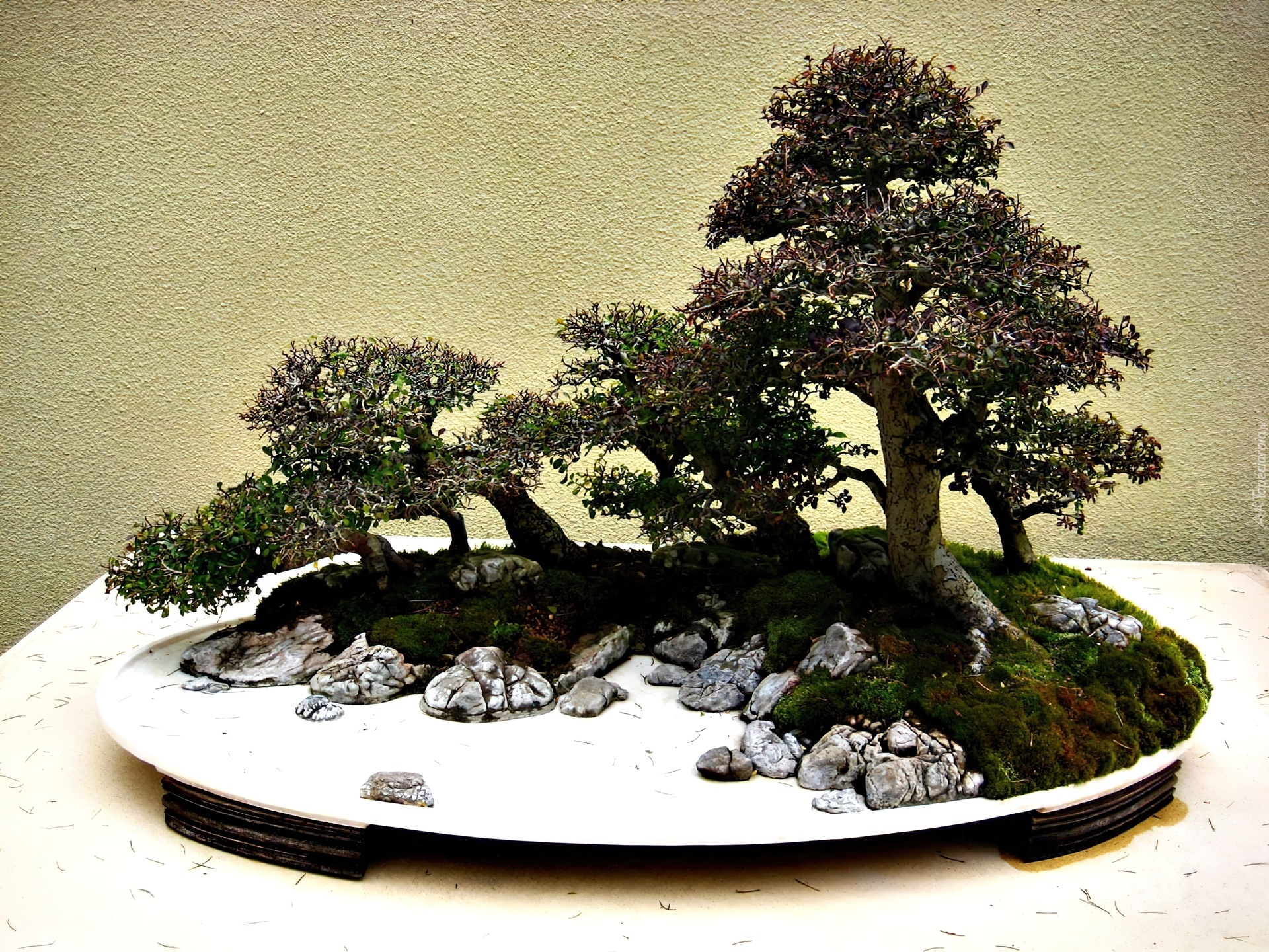 Drzewko, Bonsai