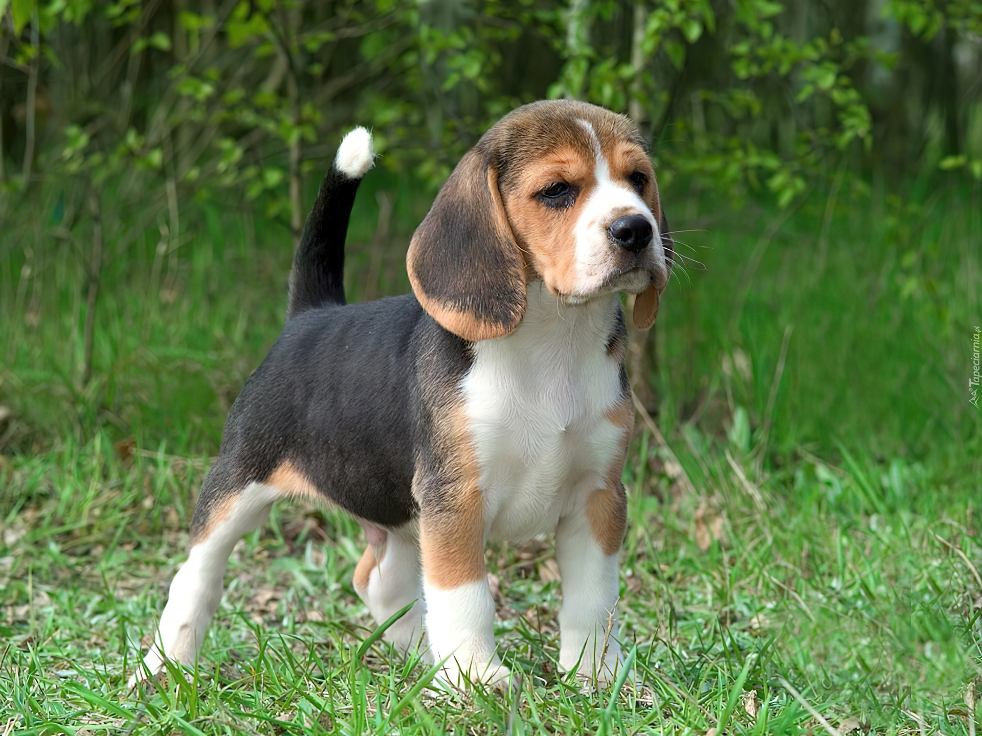 Beagle, Szczeniak, Trawa