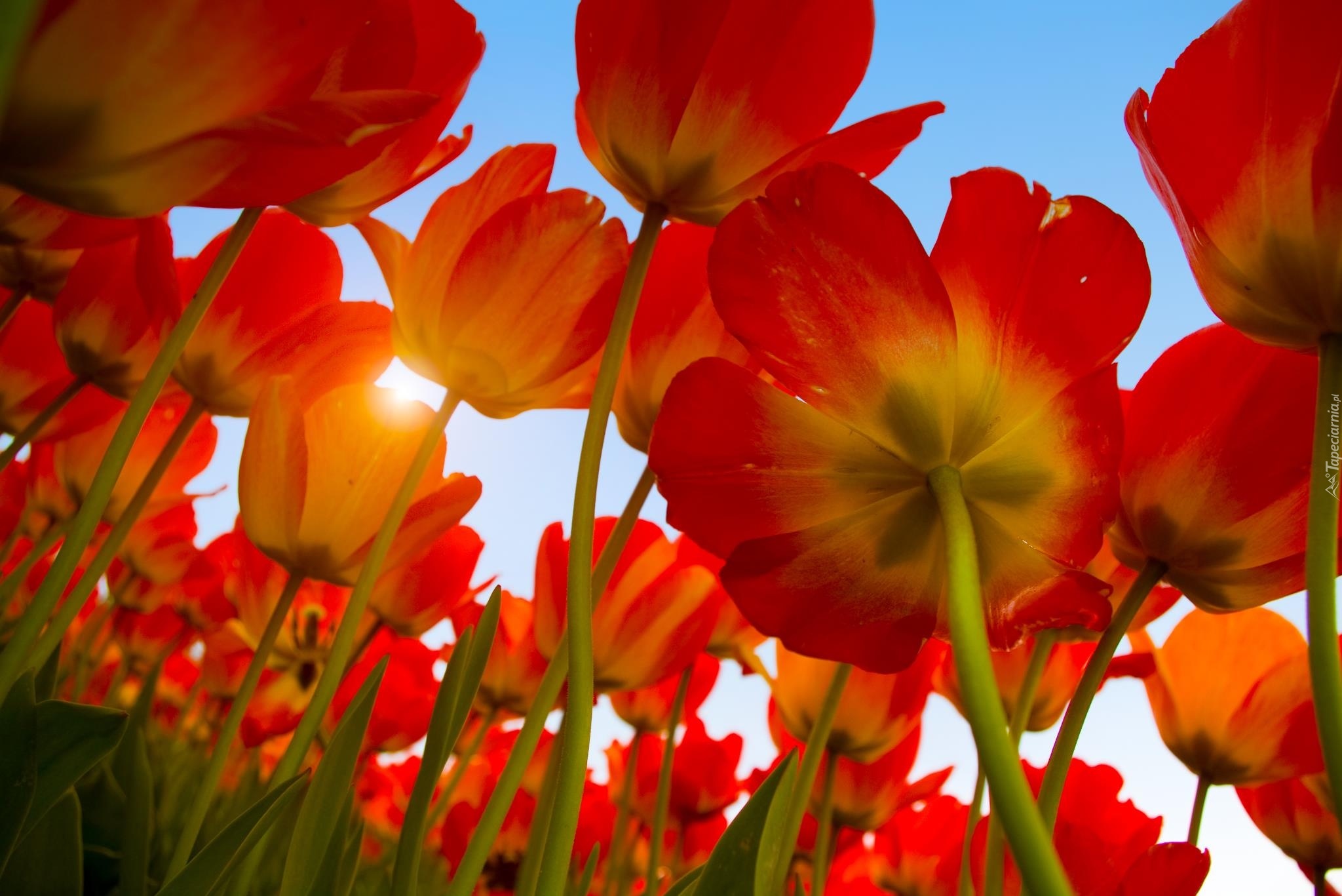 Tulipany, Promienie, Słońca