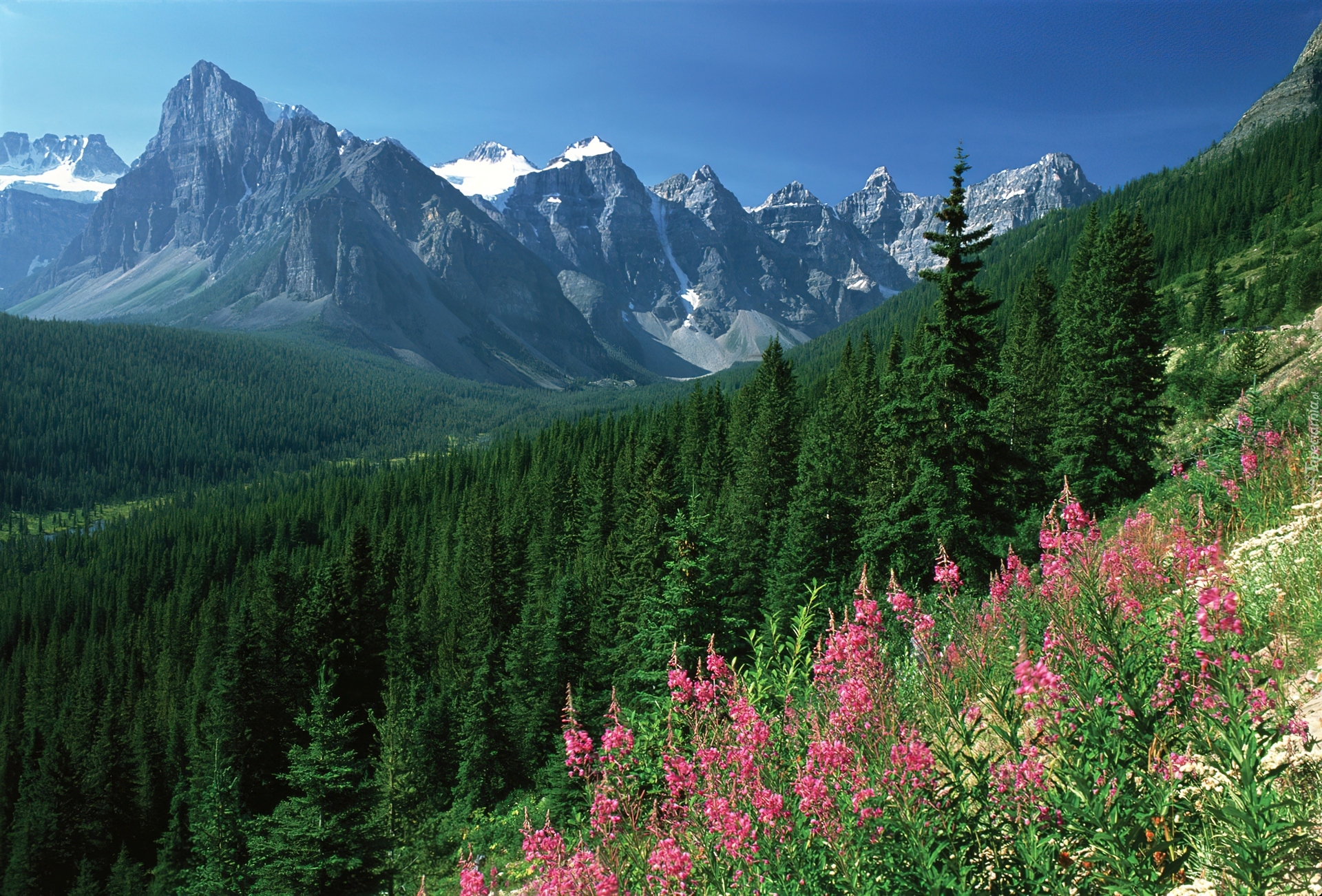 Flora of russia. Хвойный лес Северной Америки. Тайга Канады.