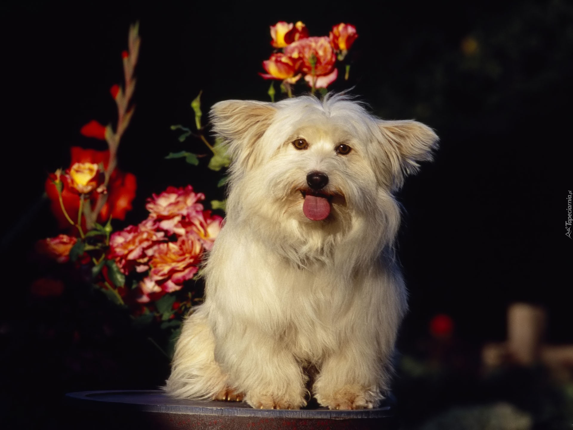 Coton de Tulear, Języczek, Kwiatki