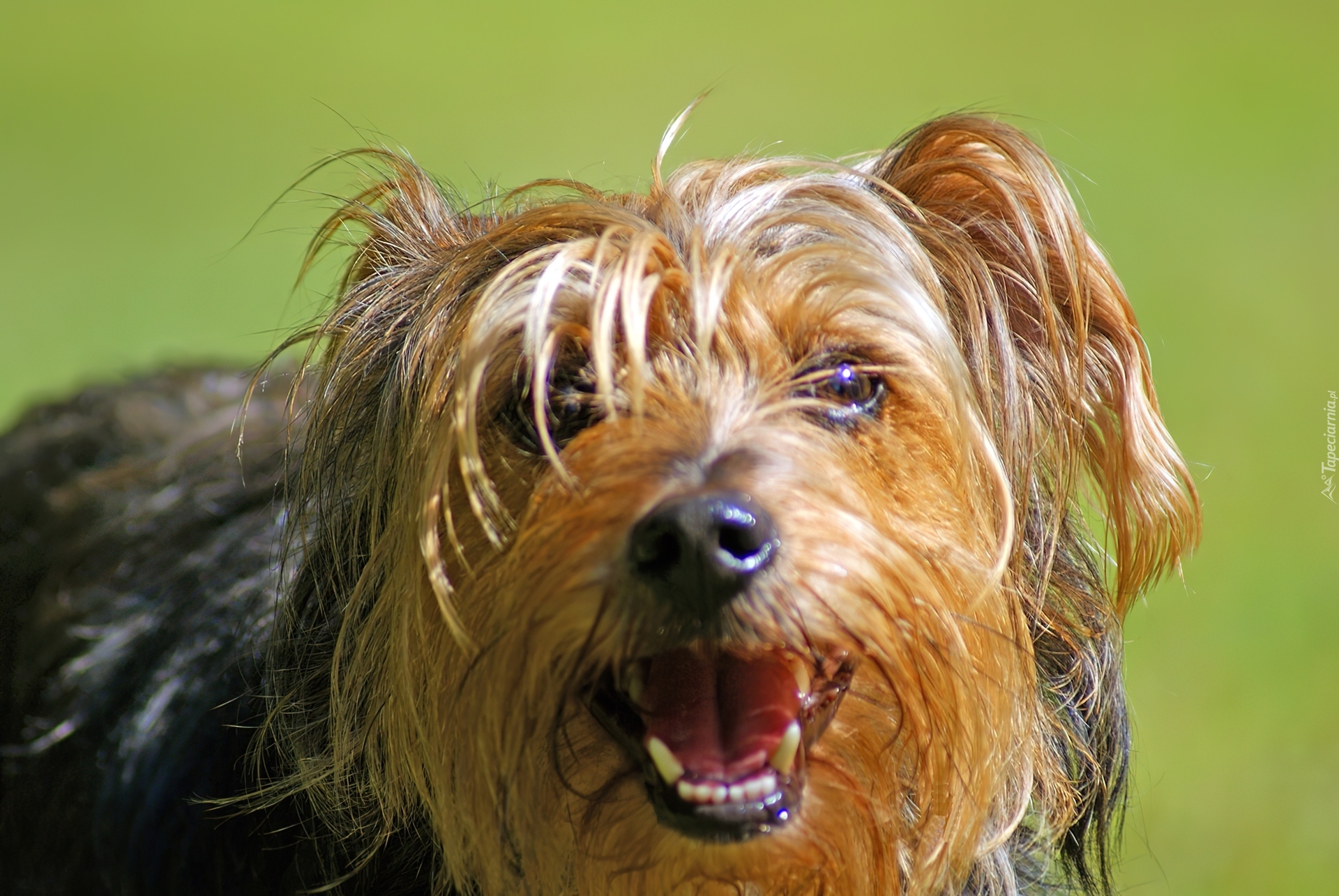 Piesek, Yorkshire Terrier